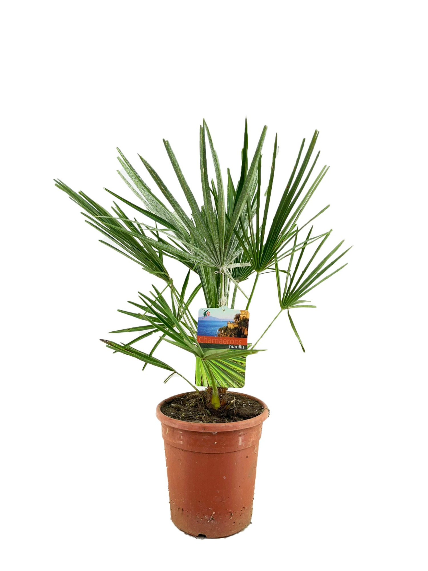 Chamaerops humilis, D 21