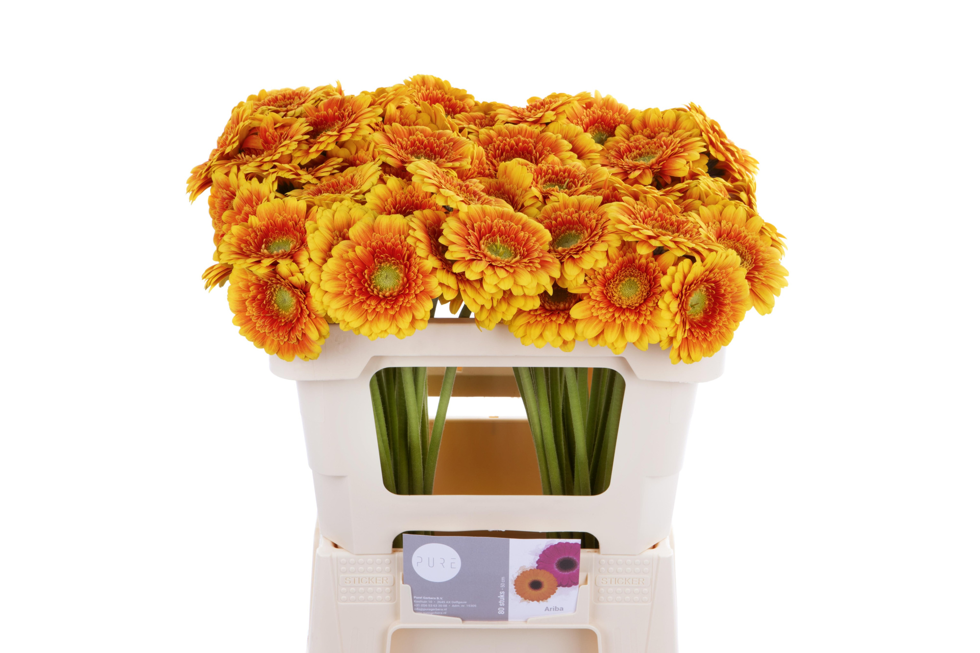 Гермини Ариба, шт.