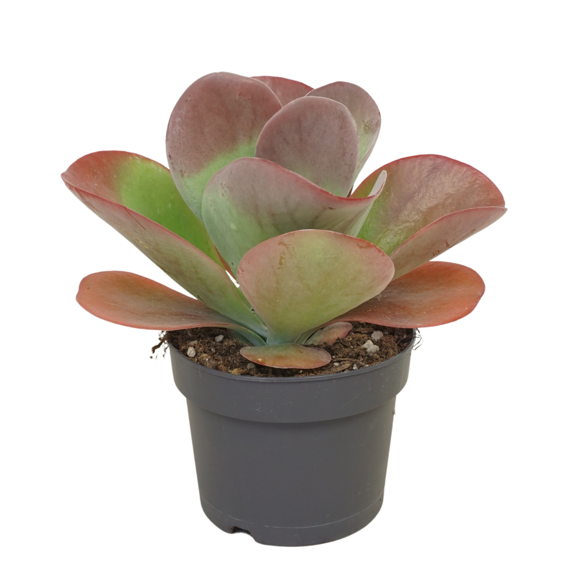 Kalanchoë thyrsiflora 'red lips' 17 cm met etiket, D 17 cm