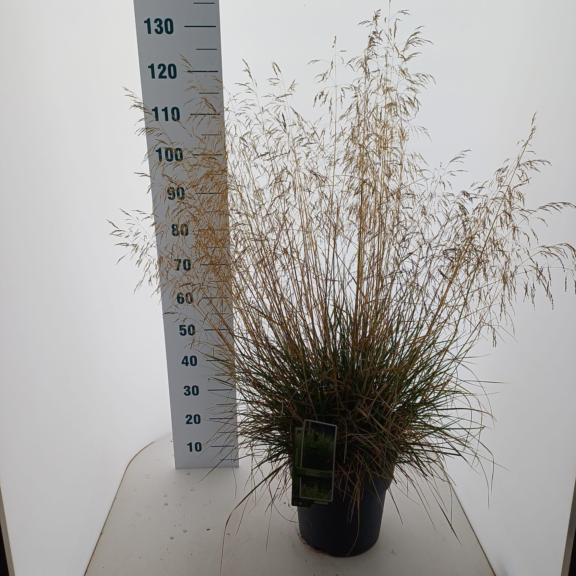 Deschampsia cespitosa 'Tardiflora', D 29 cm