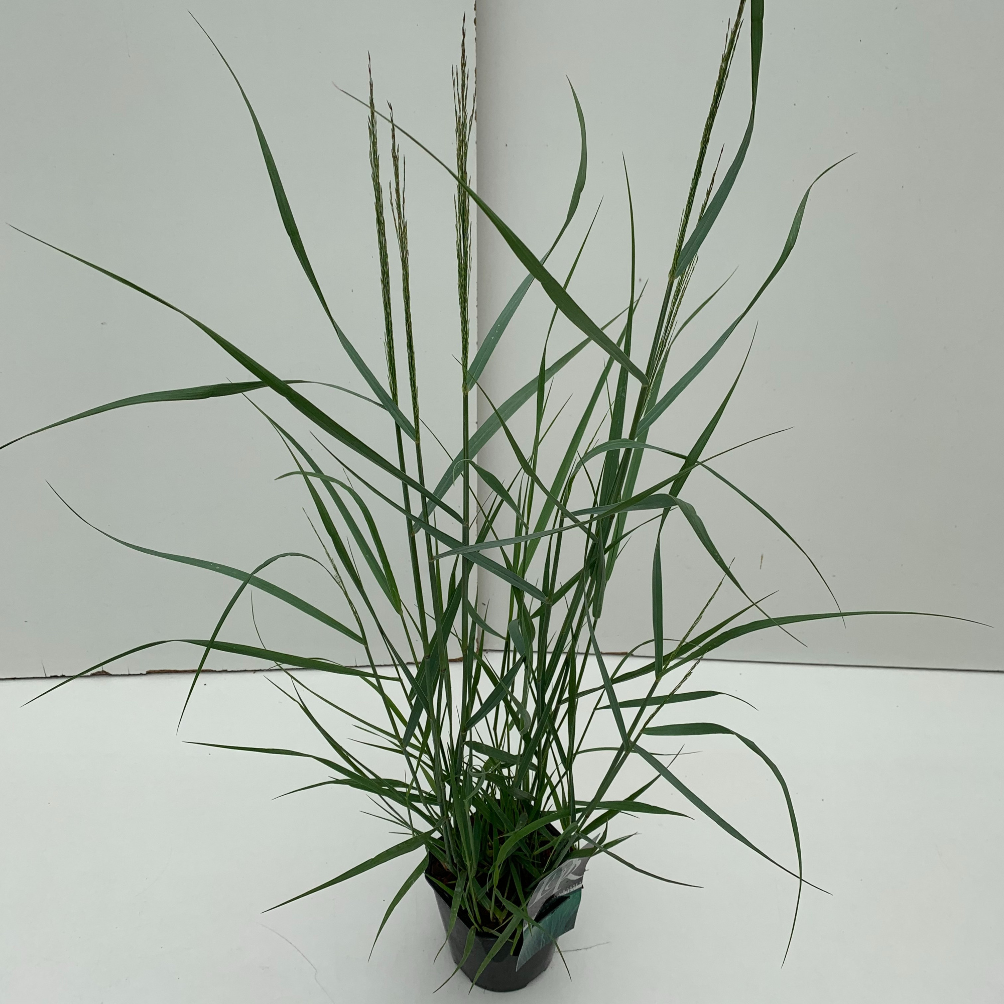 Panicum 'Prairy Sky', D 17 cm