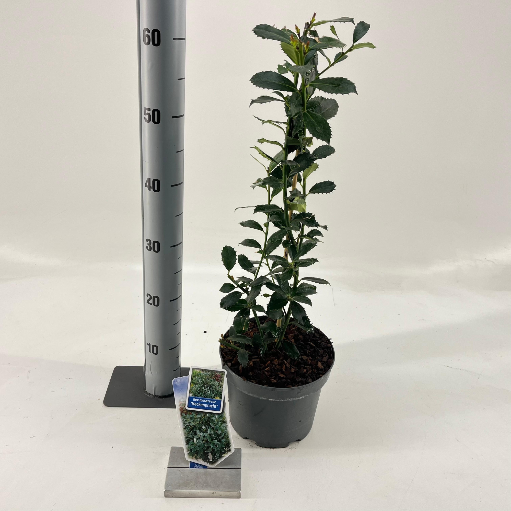 Ilex merserveae 'Heckenpracht' ®, D 19 cm