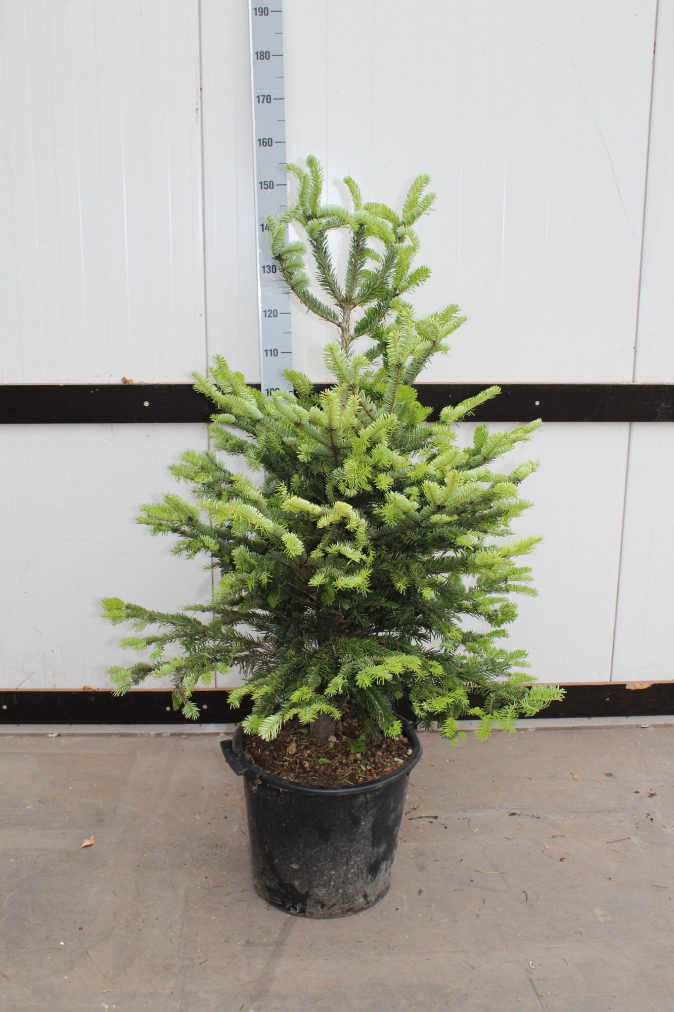 Abies Nordmanniana in pot, D 40 cm