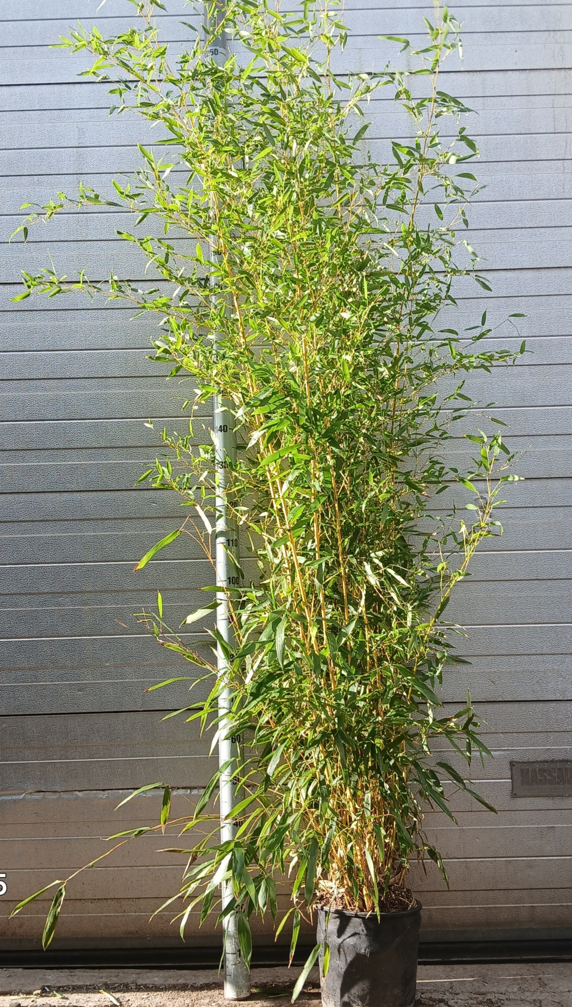 phyllostachys aurea, D 30