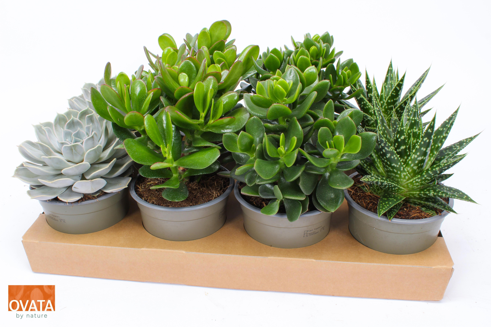 Succulent mix 14, D 14