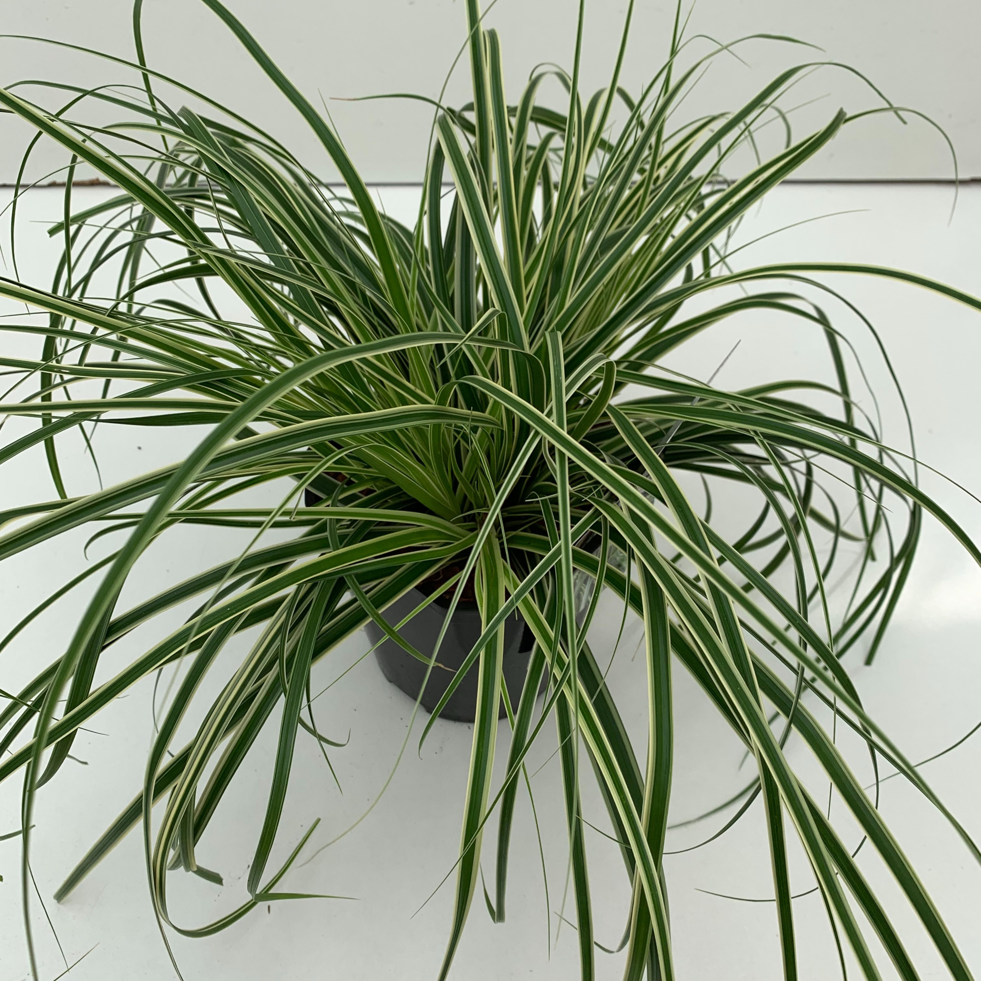 Carex 'Evercream', D 17