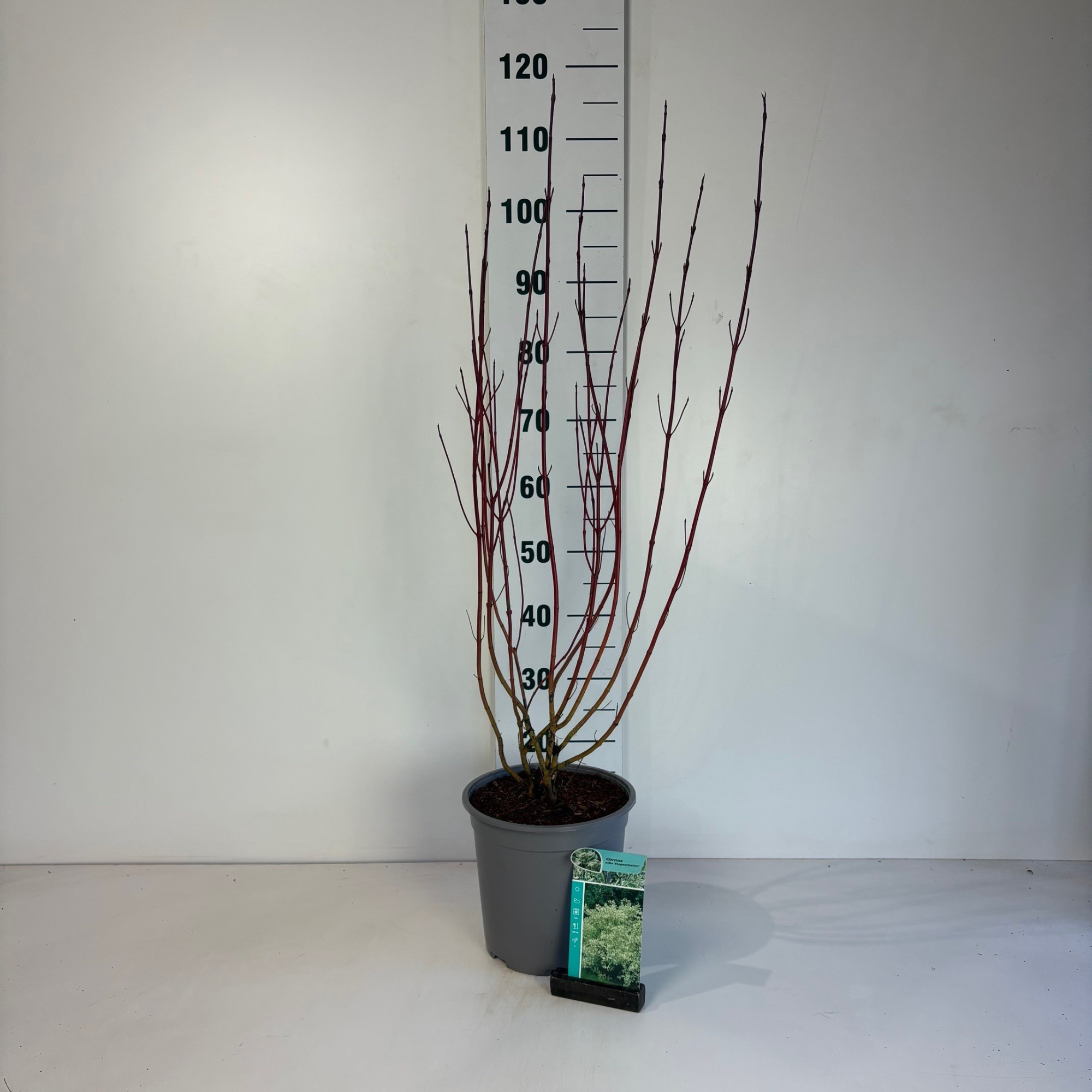 Cornus alba Elegantissima, D 24
