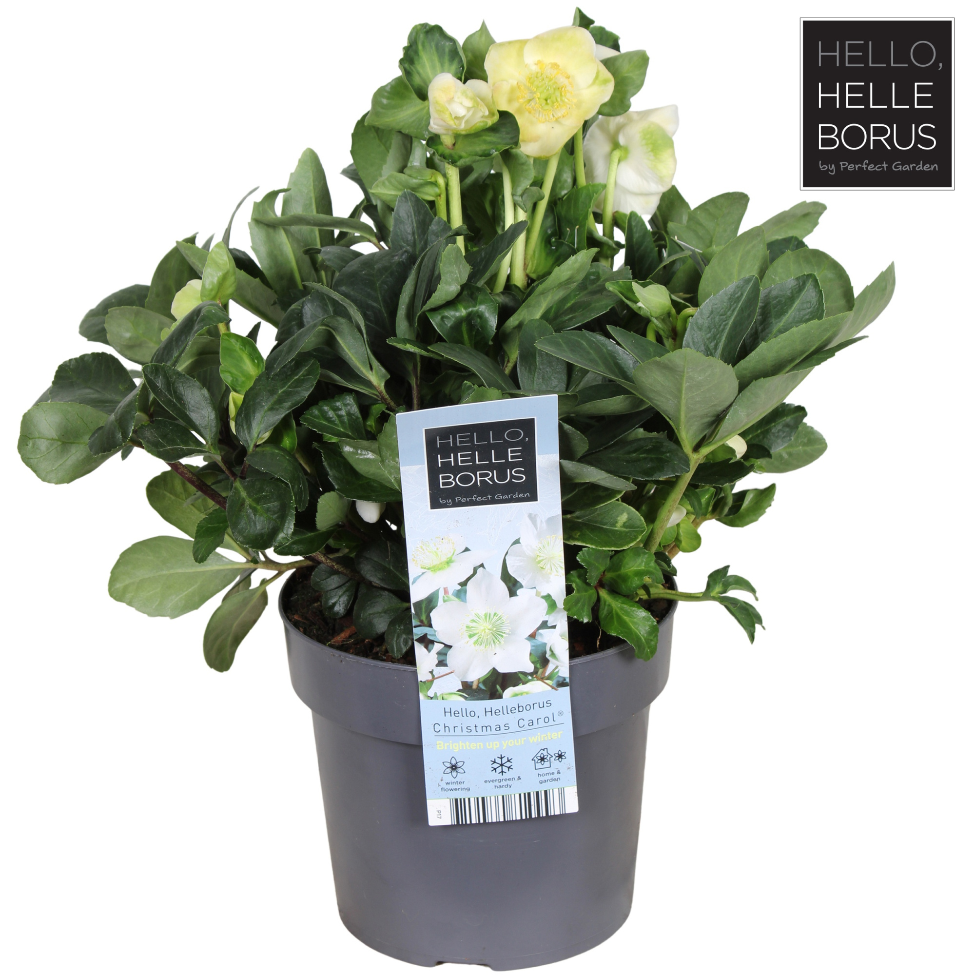 Helleborus niger 'Christmas Carol' P17 (XL), D 17 cm