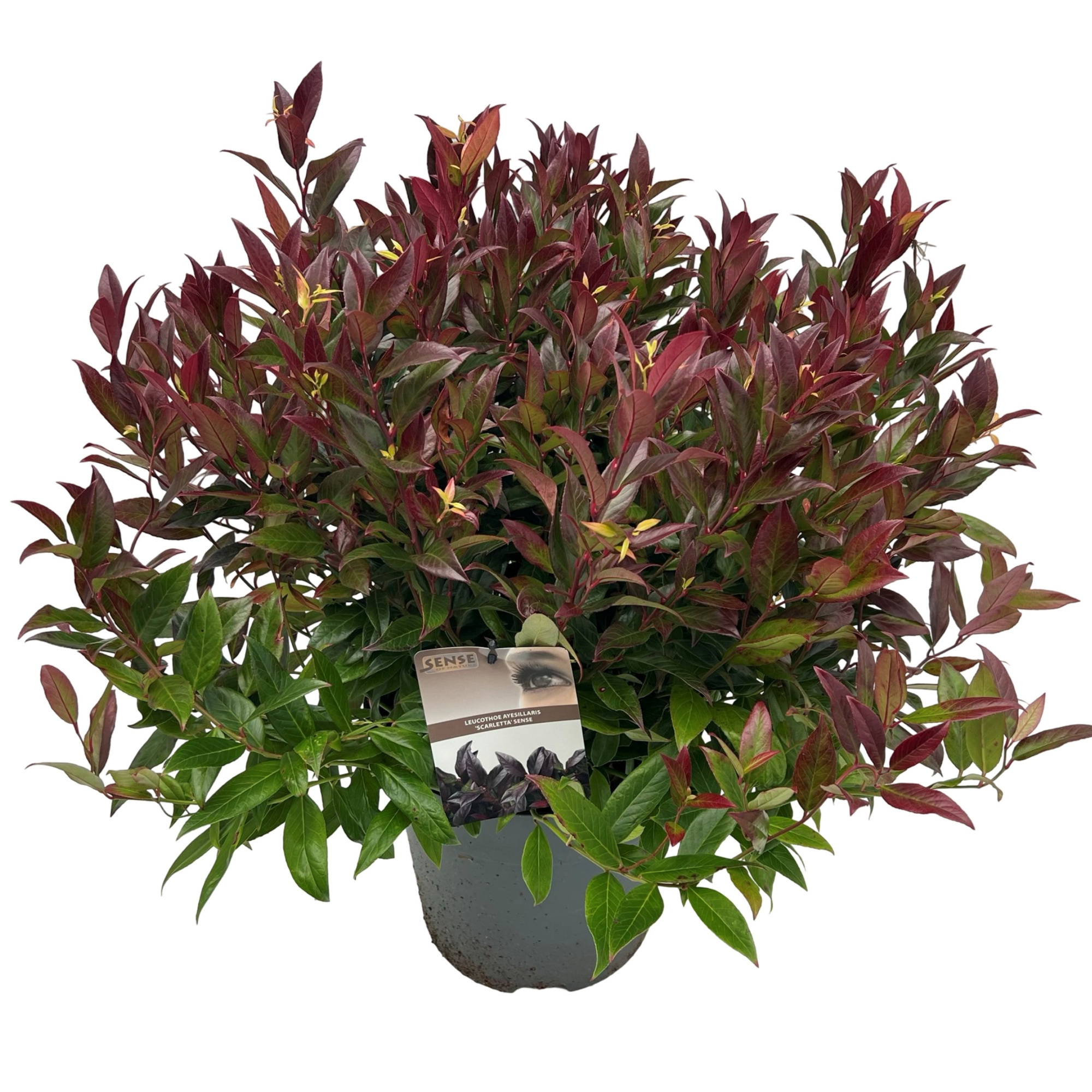 Leucothoe 'Scarletta' sense, D 27 cm