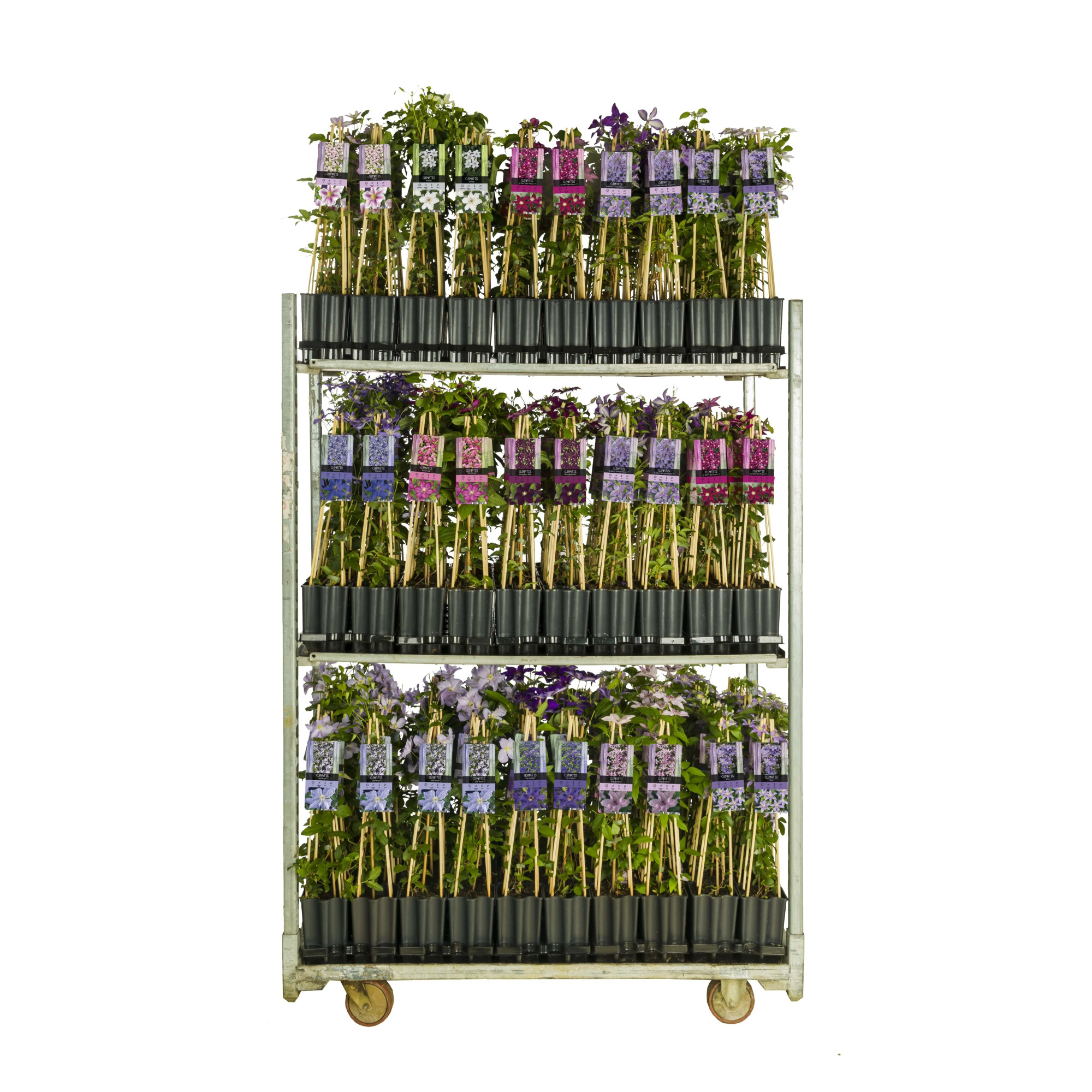 Mix CC Clematis +light label, D 15