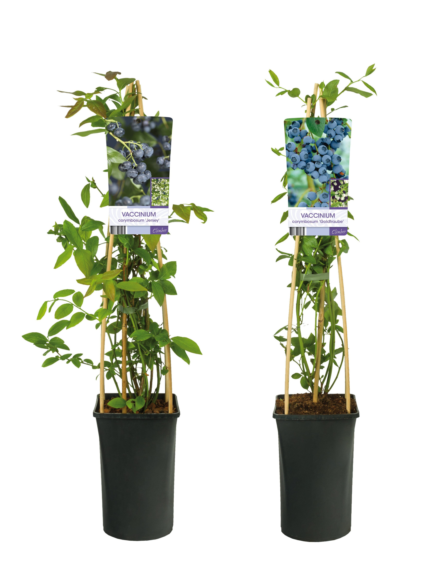 Mixshelf Fruit, Vaccinium +light label, D 17 cm