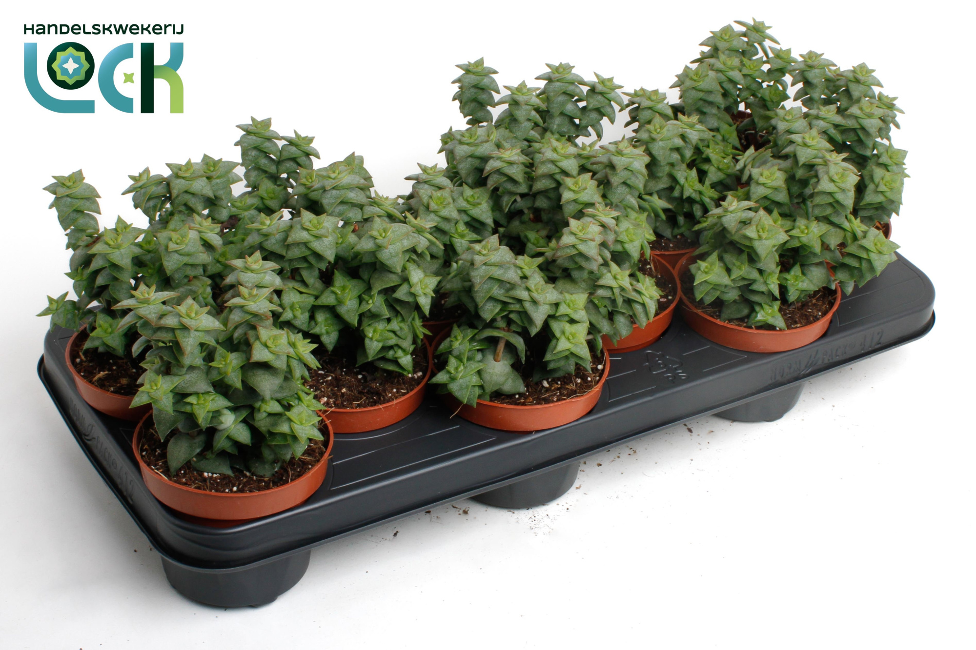 Crassula Perforata, D 10,5 cm