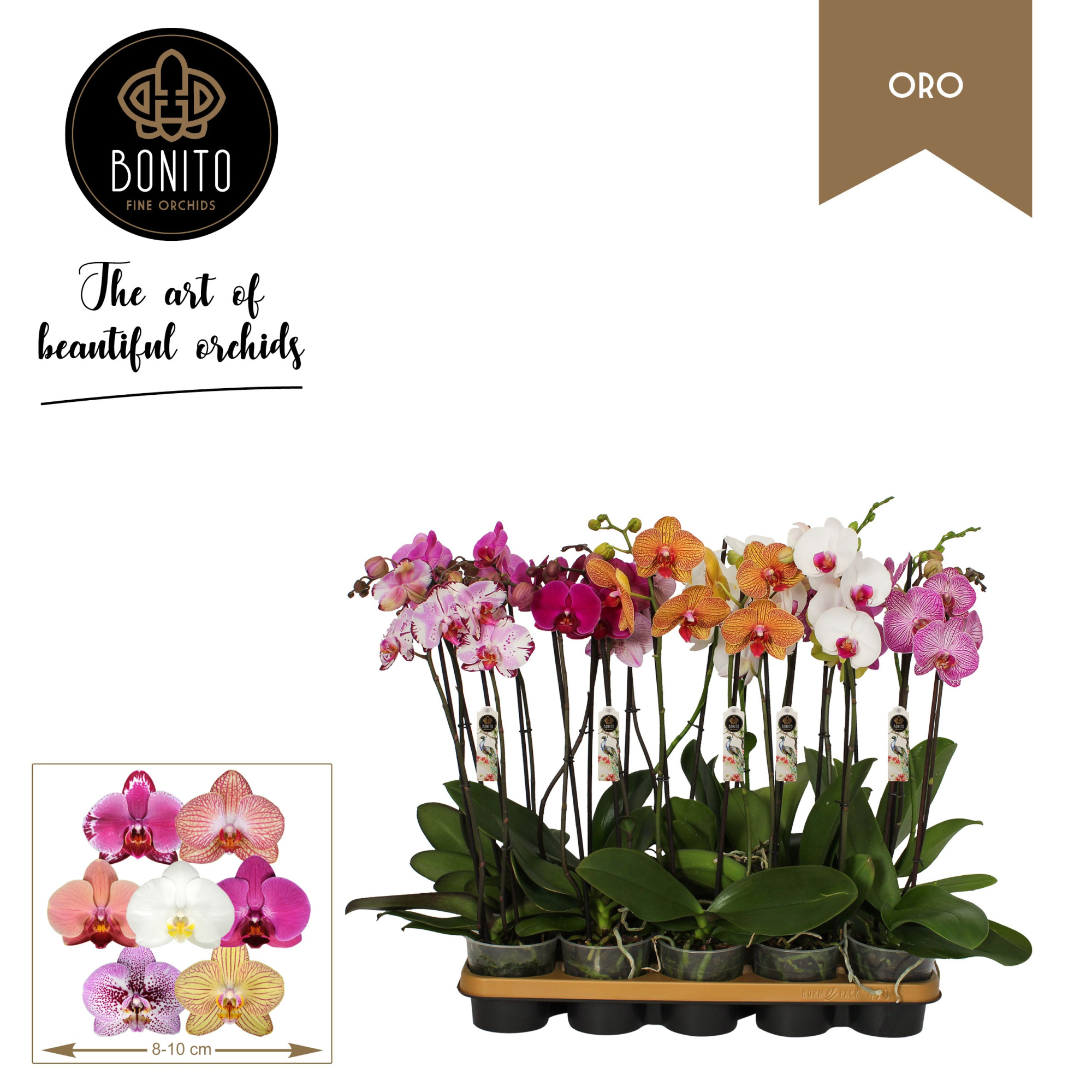 Phal. Oro mix - 2-Tak met 7 kleuren, D 12 cm