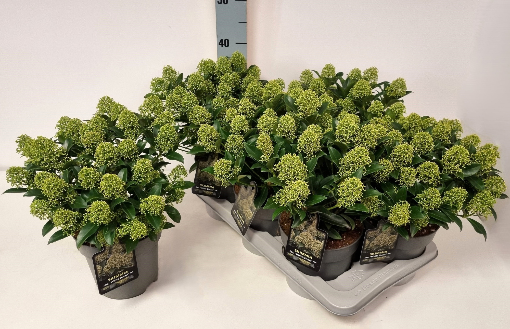 Skimmia jap. 'White Dwarf' P17, D 17 cm