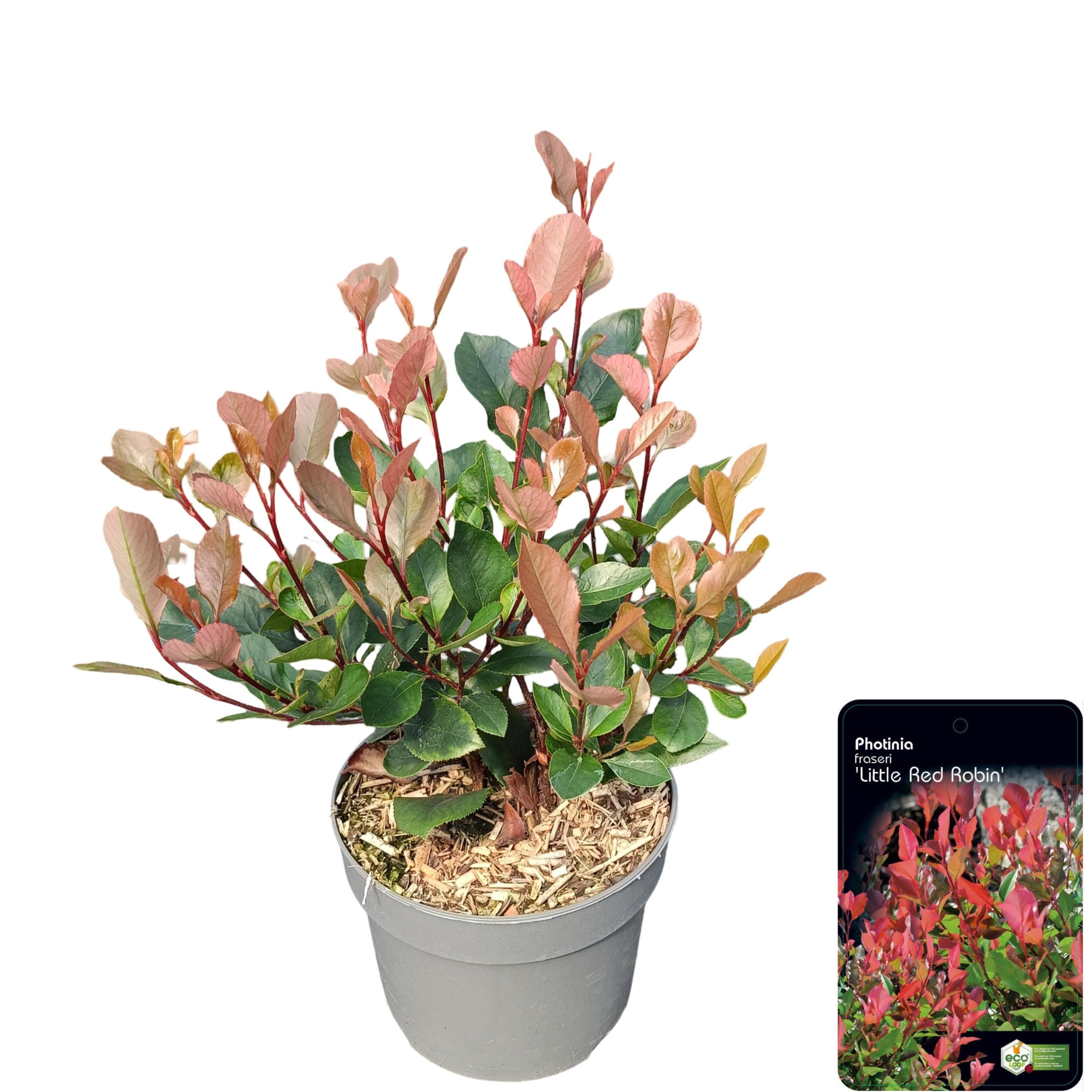 Photinia fras. 'Little Red Robin', D 17 cm