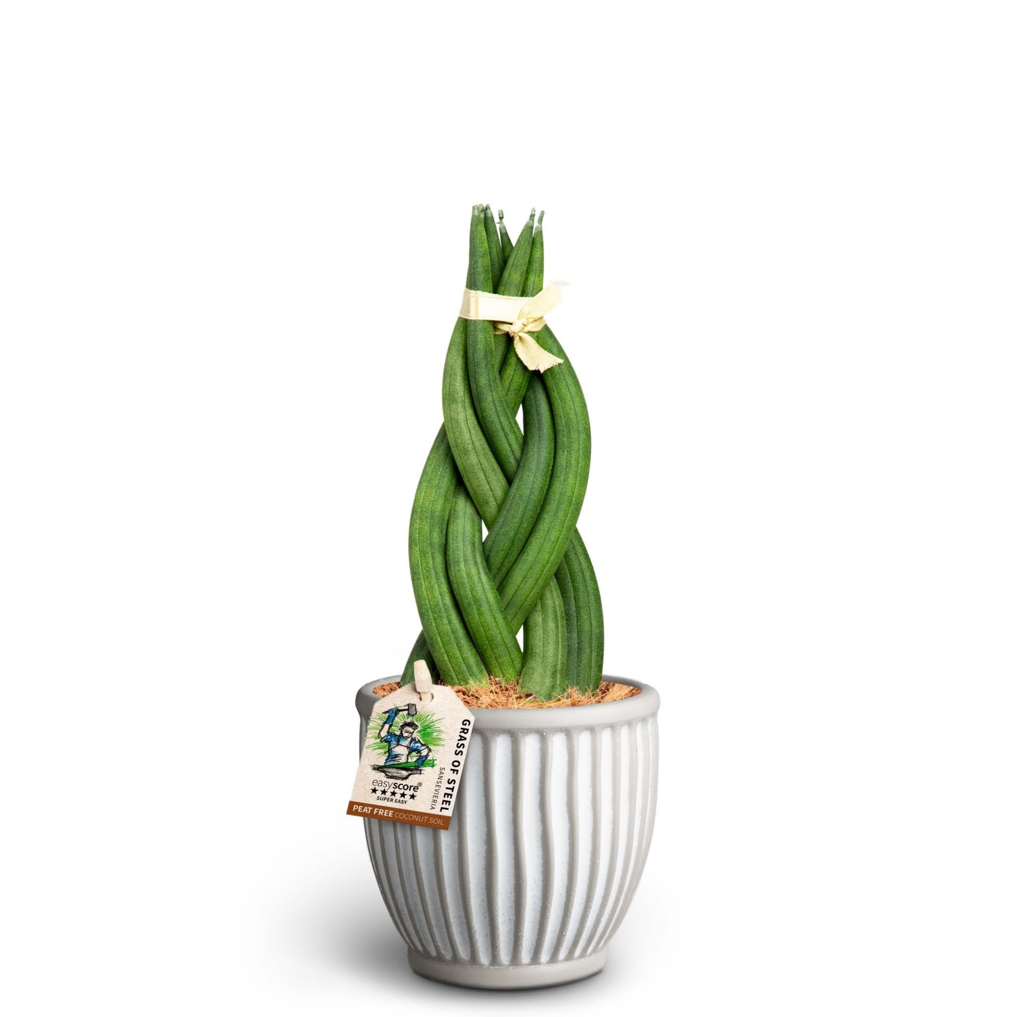 Athena, Sansevieria cylindrica Braid, D 10 cm