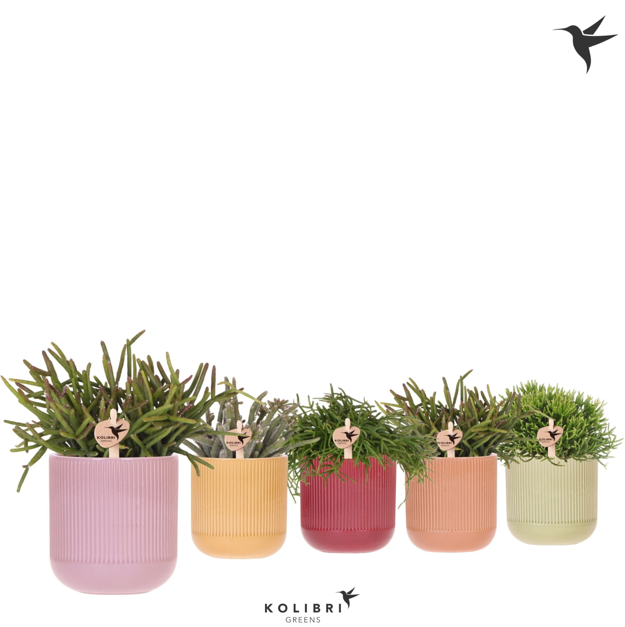 Kolibri Greens Rhipsalis mix in Flare pot mix, D 9 cm