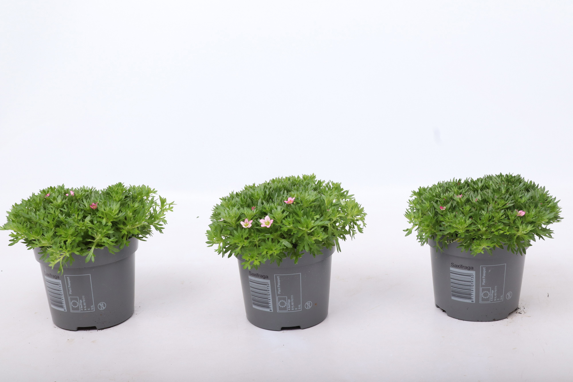 Saxifraga Marto Rose, D 12