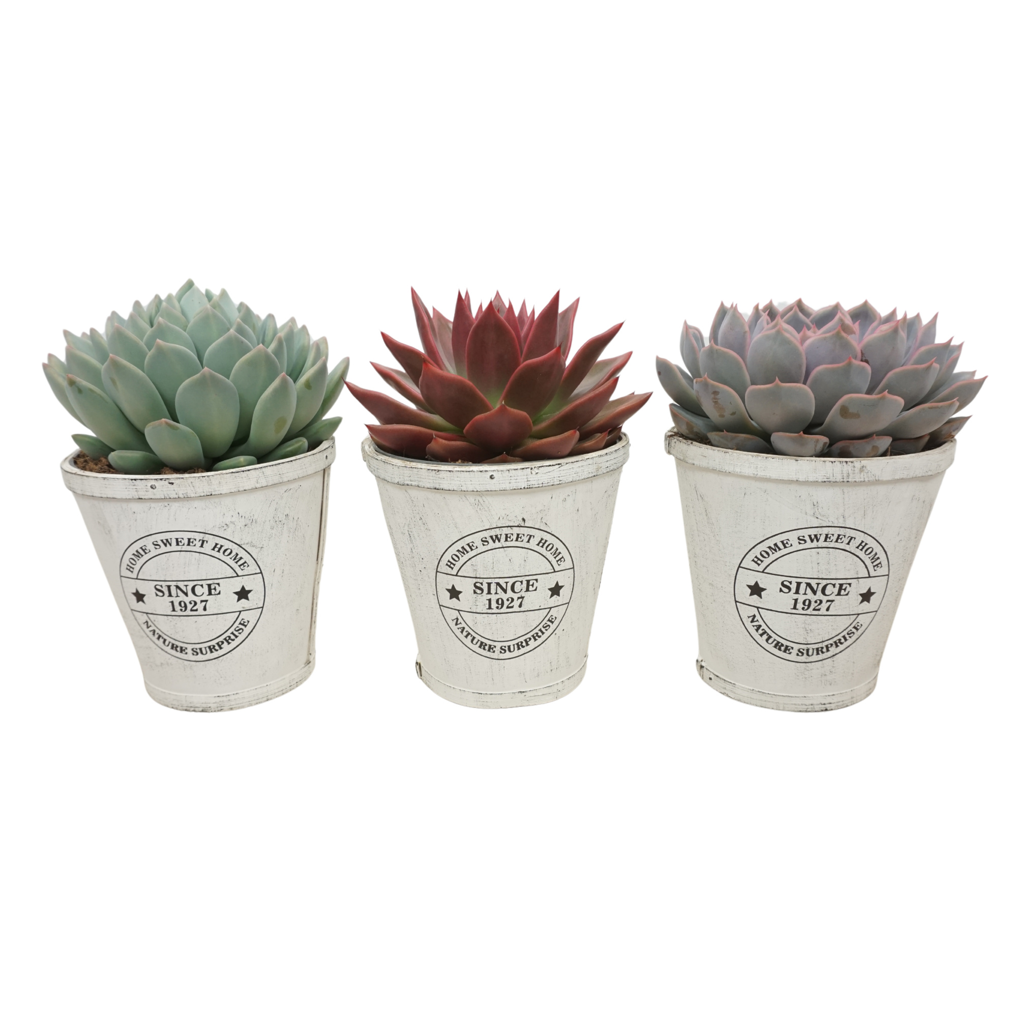Echeveria mix in 14 cm Home Sweet Home pot, D 14 cm