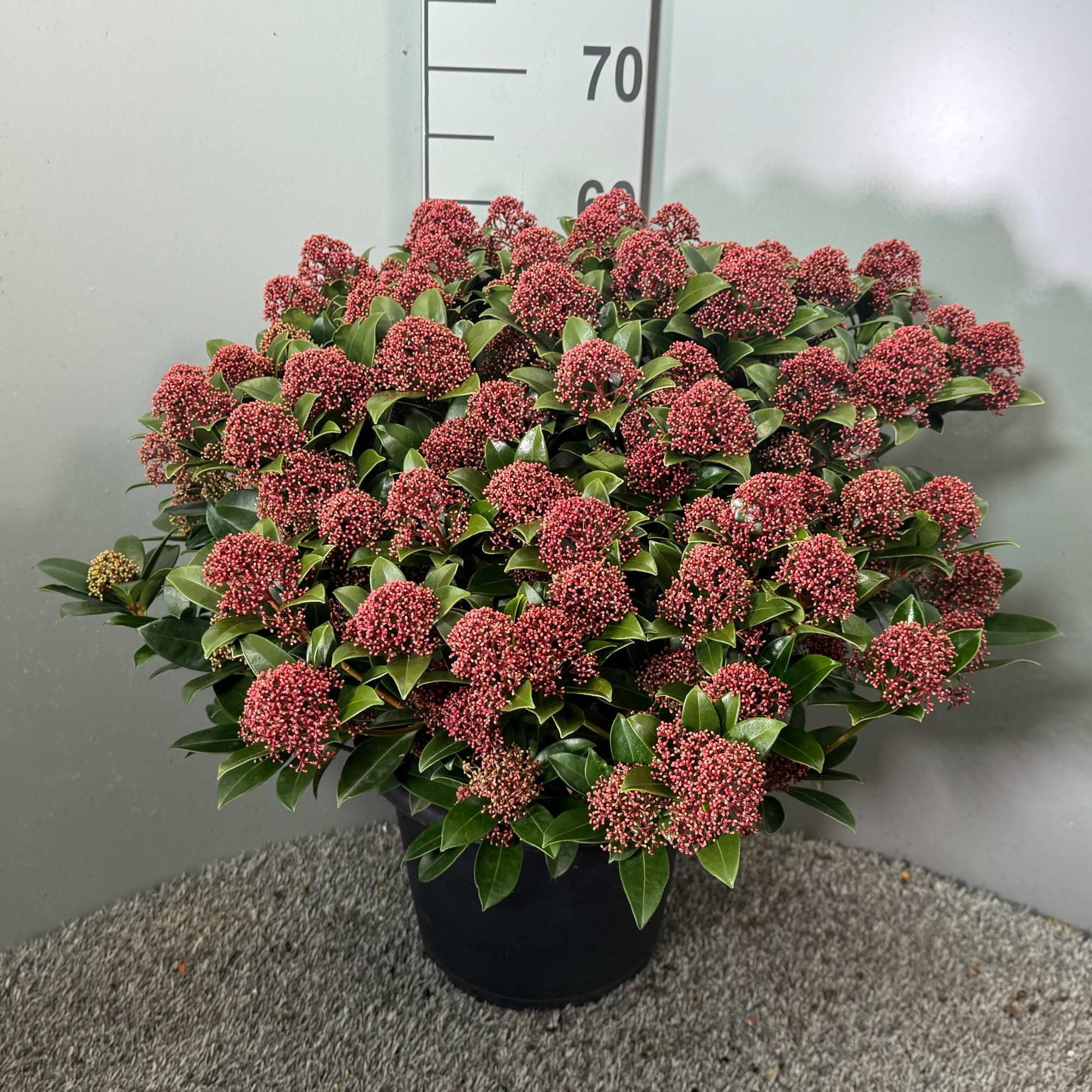 Skimmia japonica 'Pink Dwarf', D 31 cm