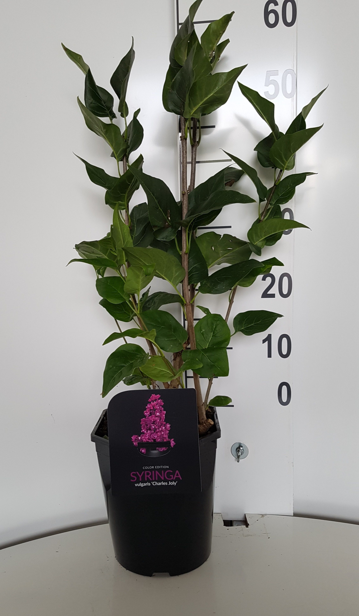 Syringa vulgaris Charles Joly, D 21 cm