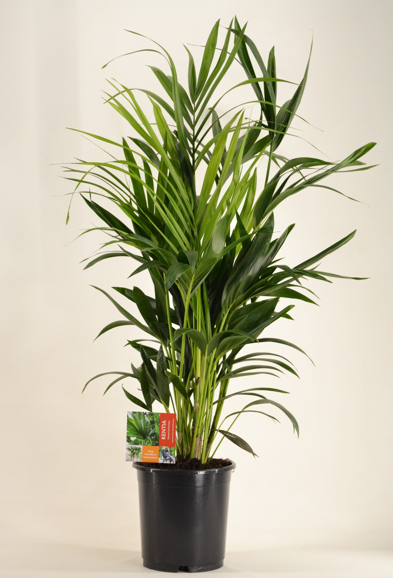KENTIA - P24 H120 - 8PP (Howea forsteriana), D 24 cm