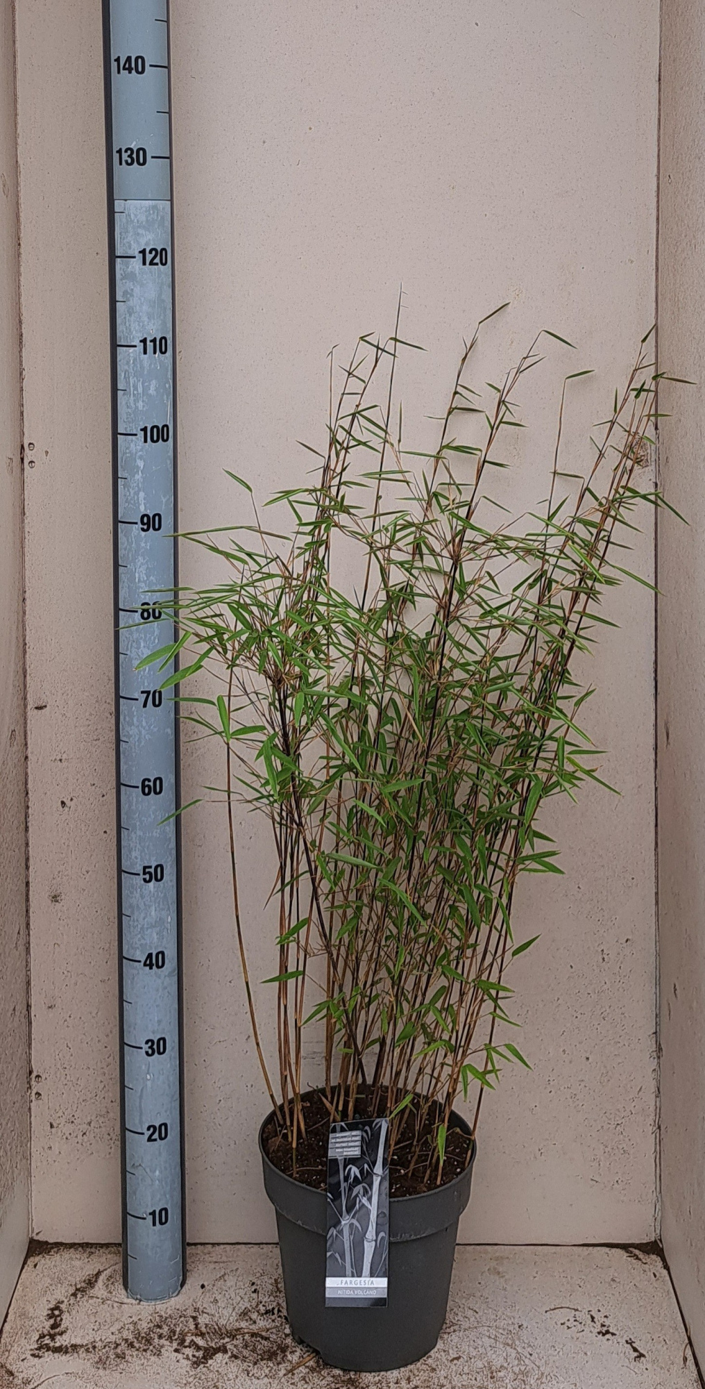 Fargesia nitida Volcano, D 24