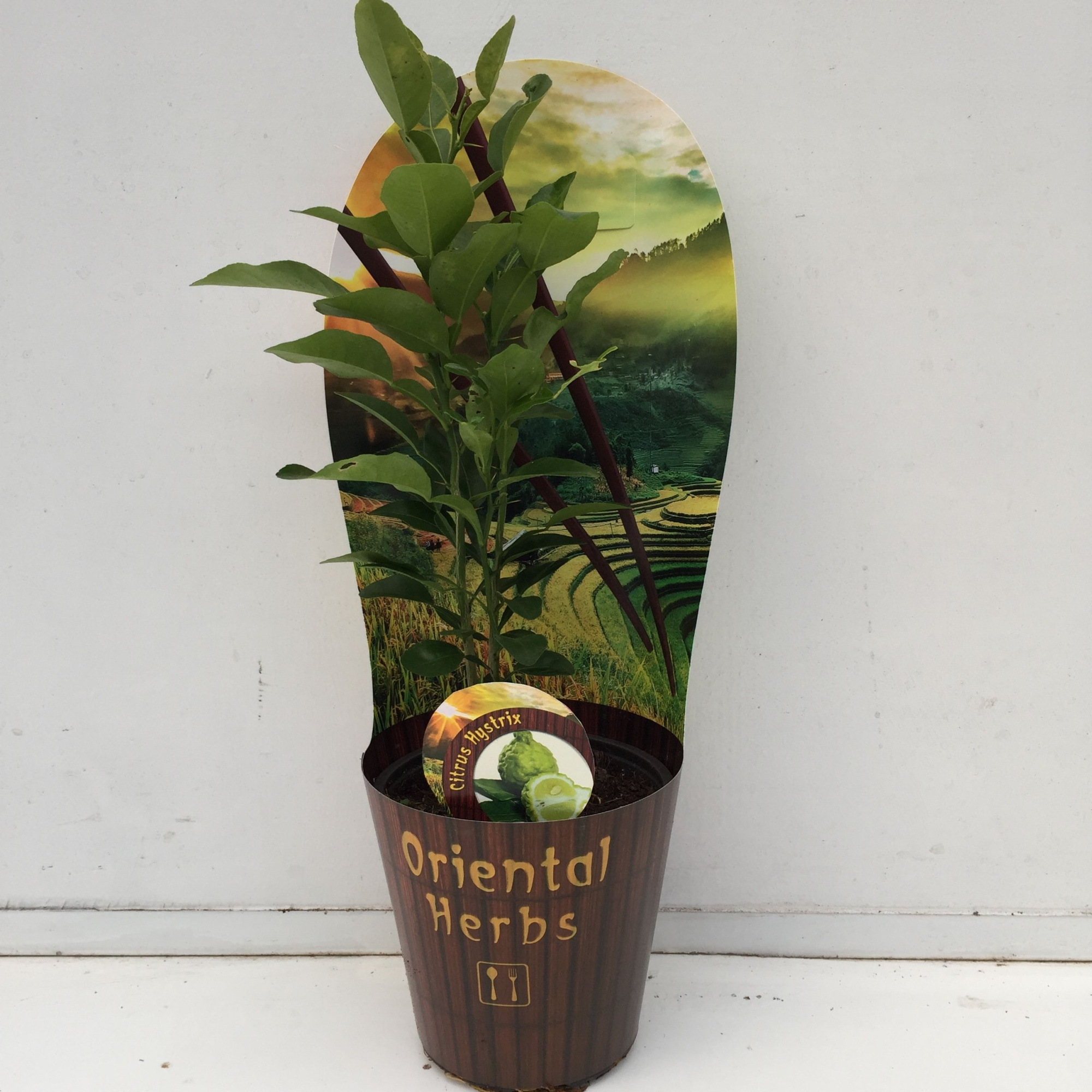 Citrus hystrix, D 12 cm