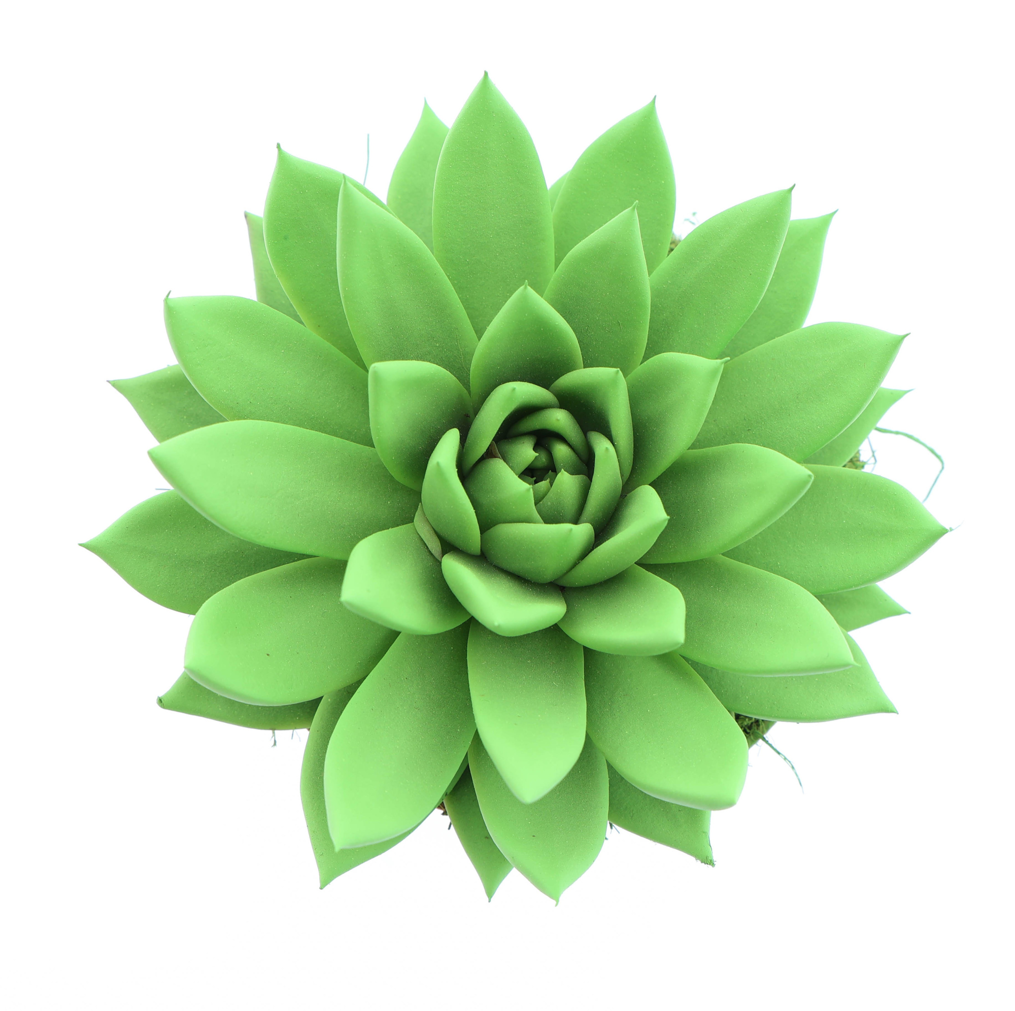 Rainbow bright green, D 12 cm