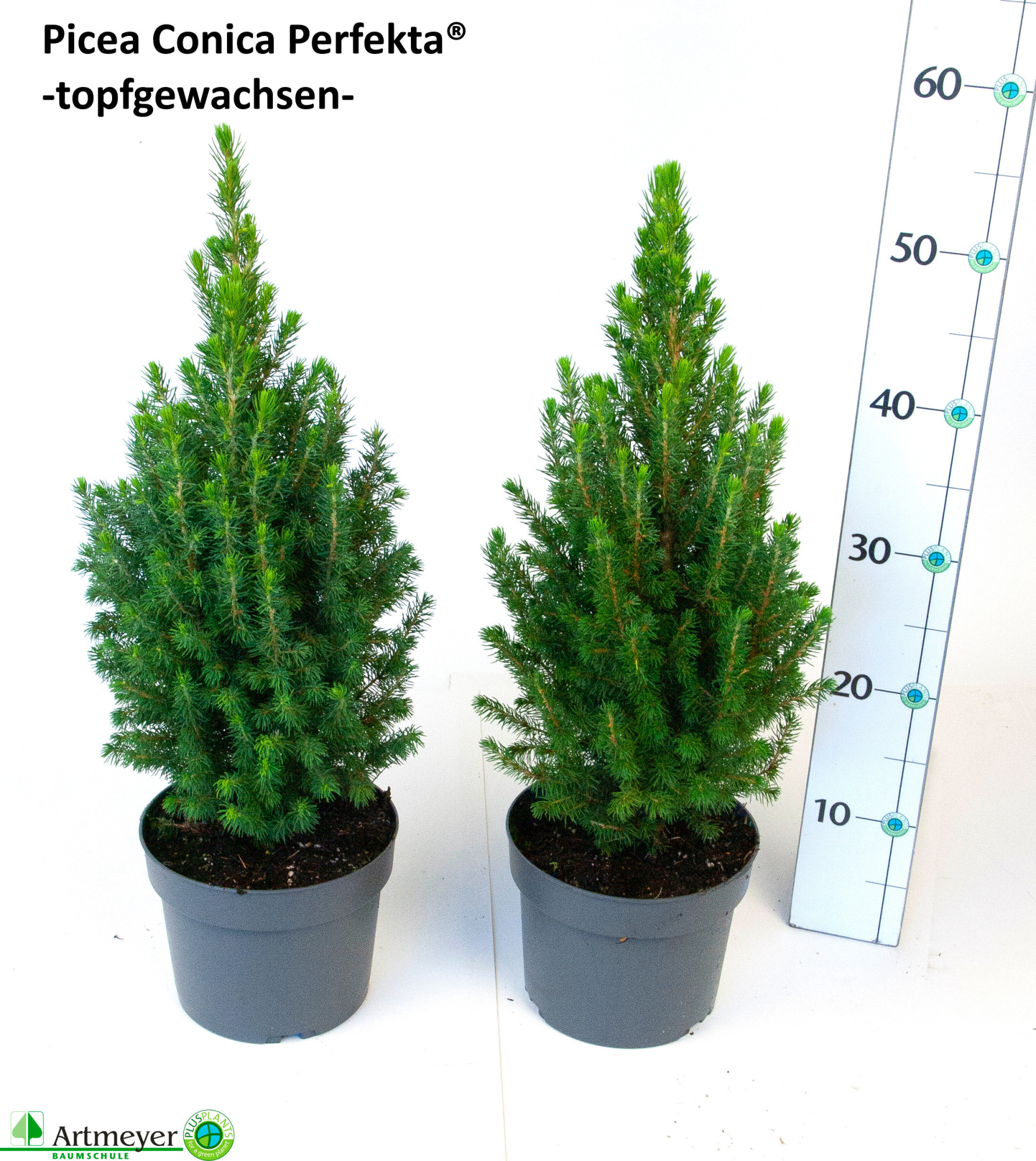 Picea glauca 'Conica Perfecta' ® T17, D 17 cm