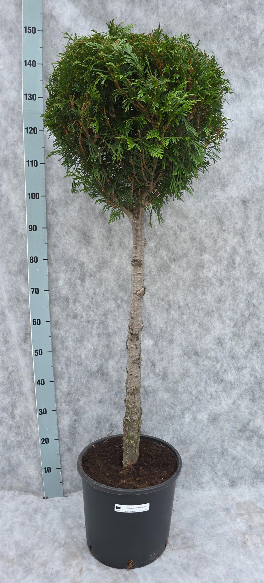 Thuja pl. Atrovirens 150, D 31 cm