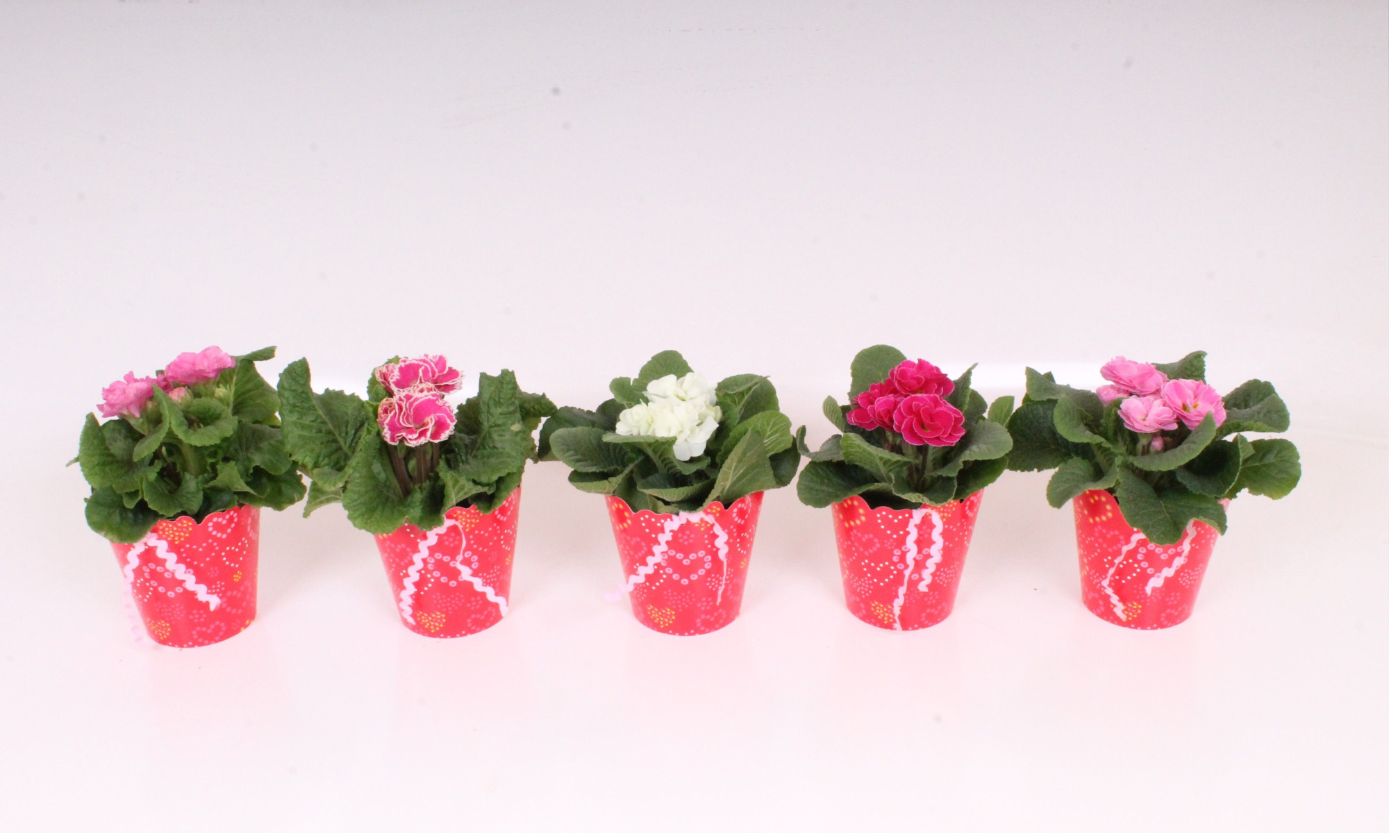 Primula Double Flowers in Hearts Potcover | Valentine & Int. Womensday, D 12