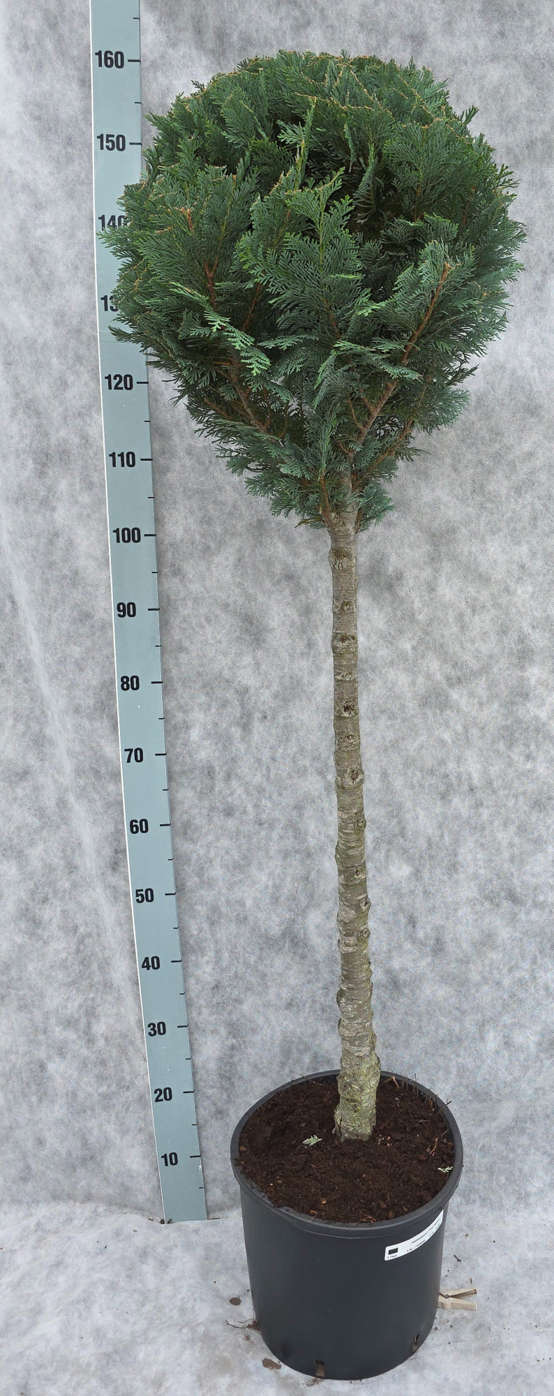 Chamaecyparis lawsoniana Columnaris 160 Op Stam, D 31 cm