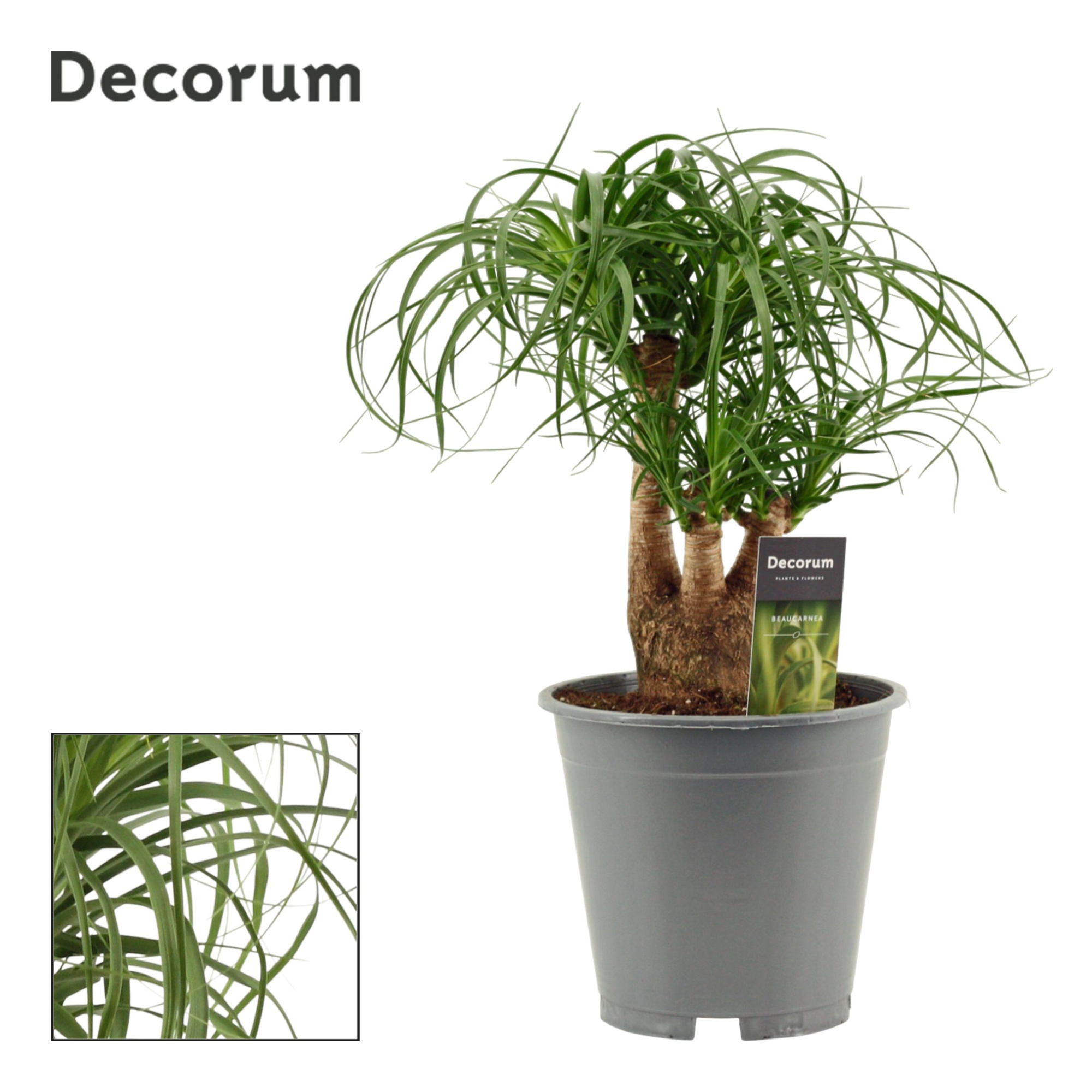 Beaucarnea vertakt 19 cm (Decorum), D 19 cm
