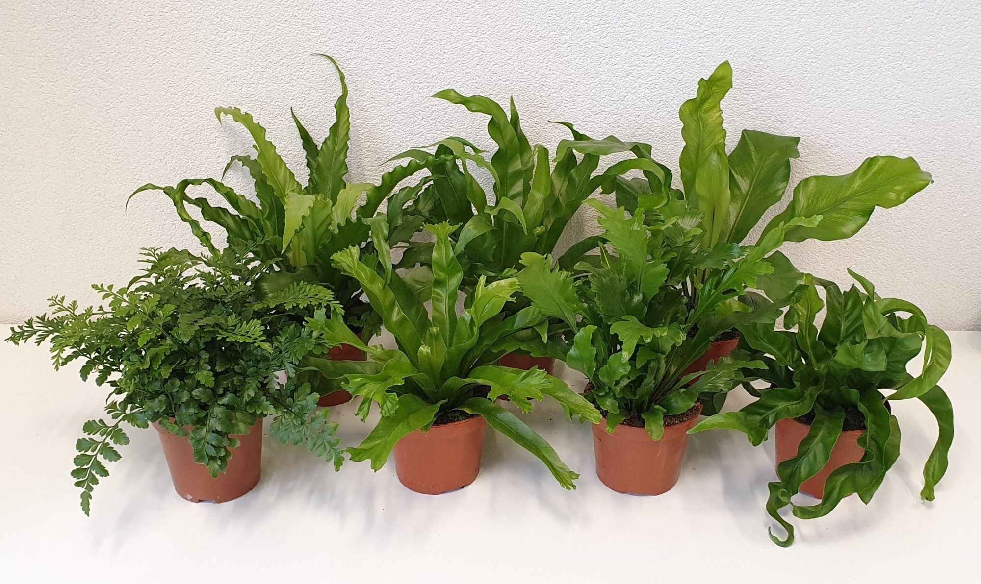 Asplenium mix, D 12