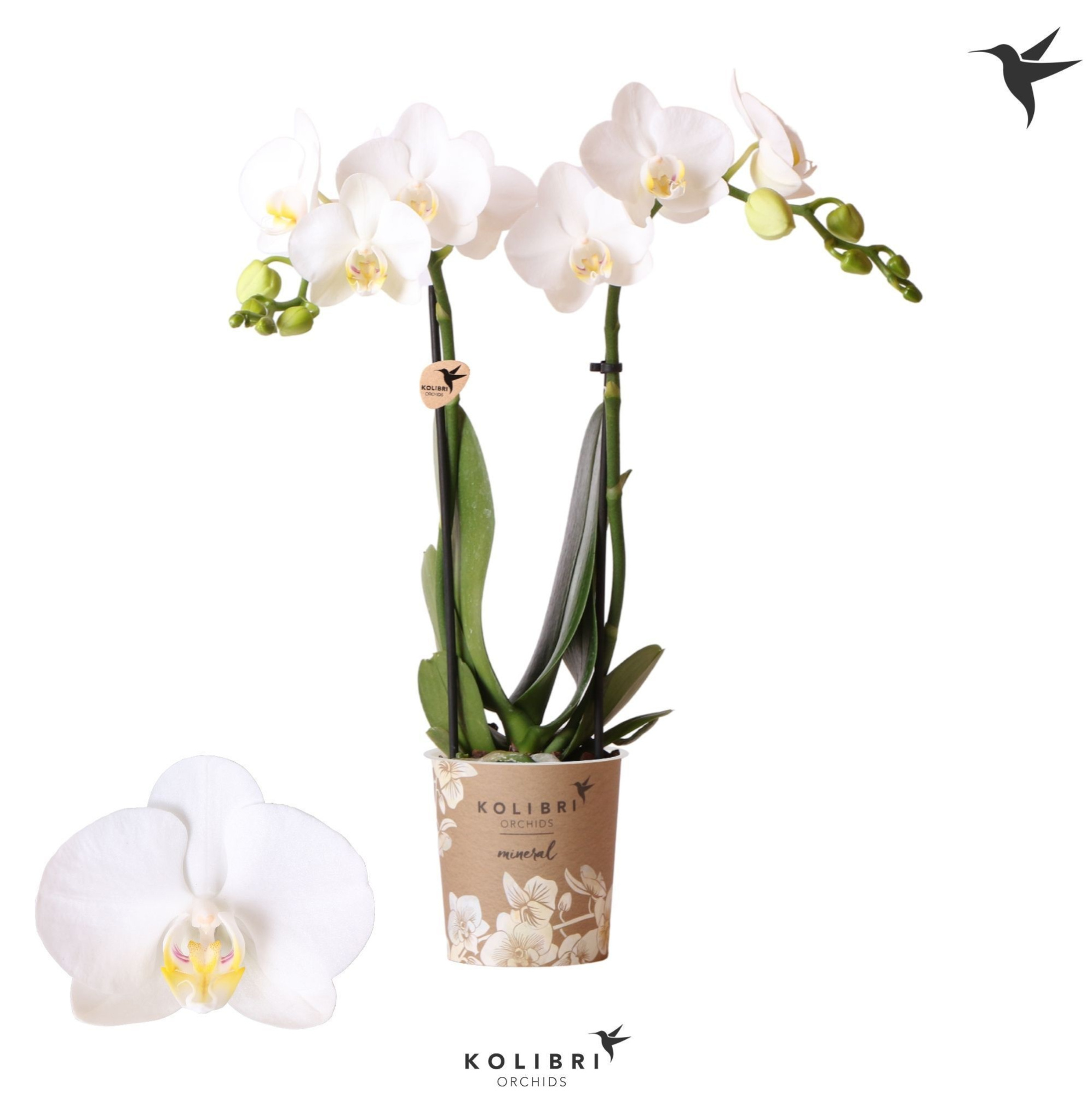 Kolibri Orchids Phalaenopsis Amabilis 2 spike no sleeve, D 9