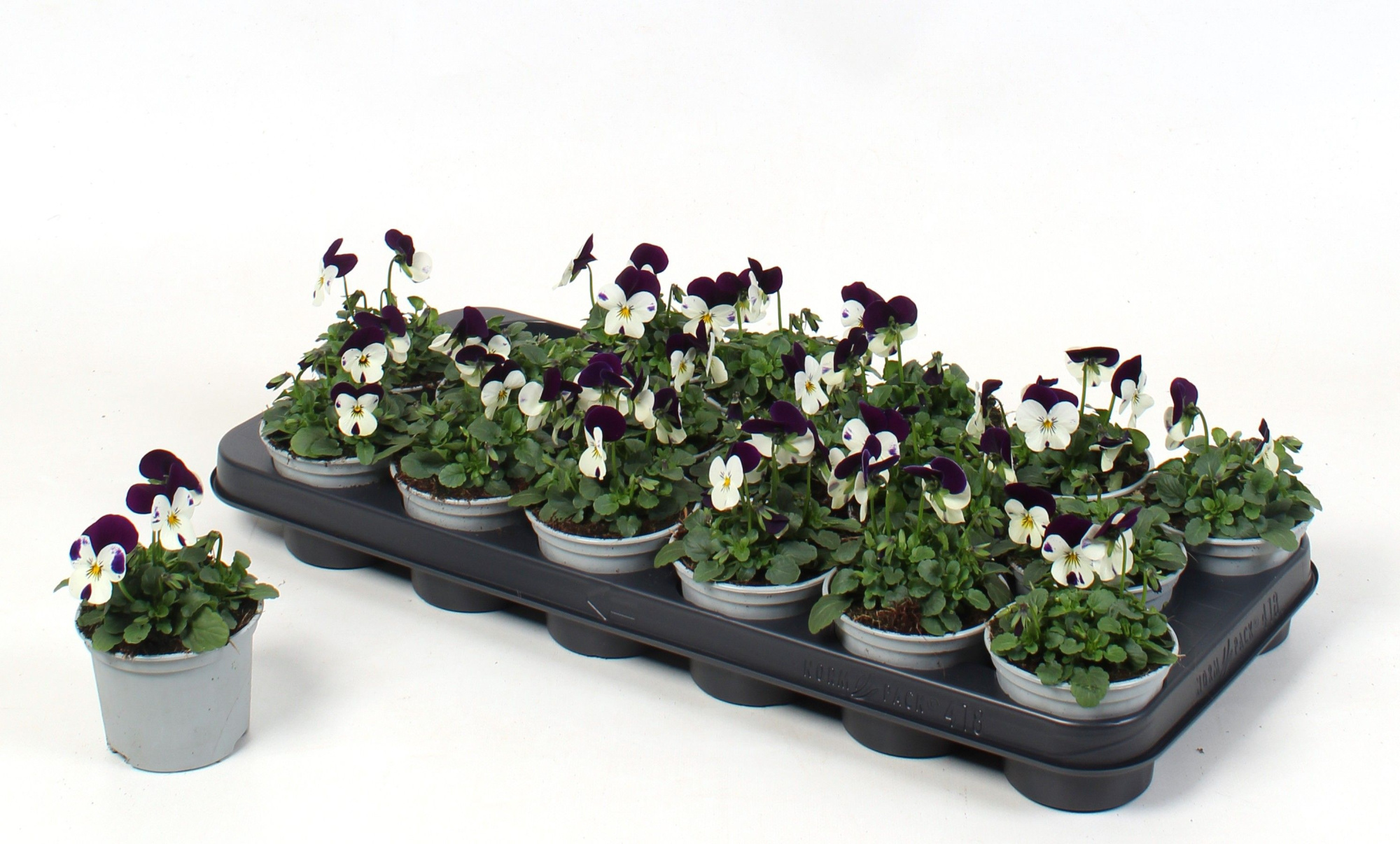 Viola Cornuta White Purple (viool), D 9