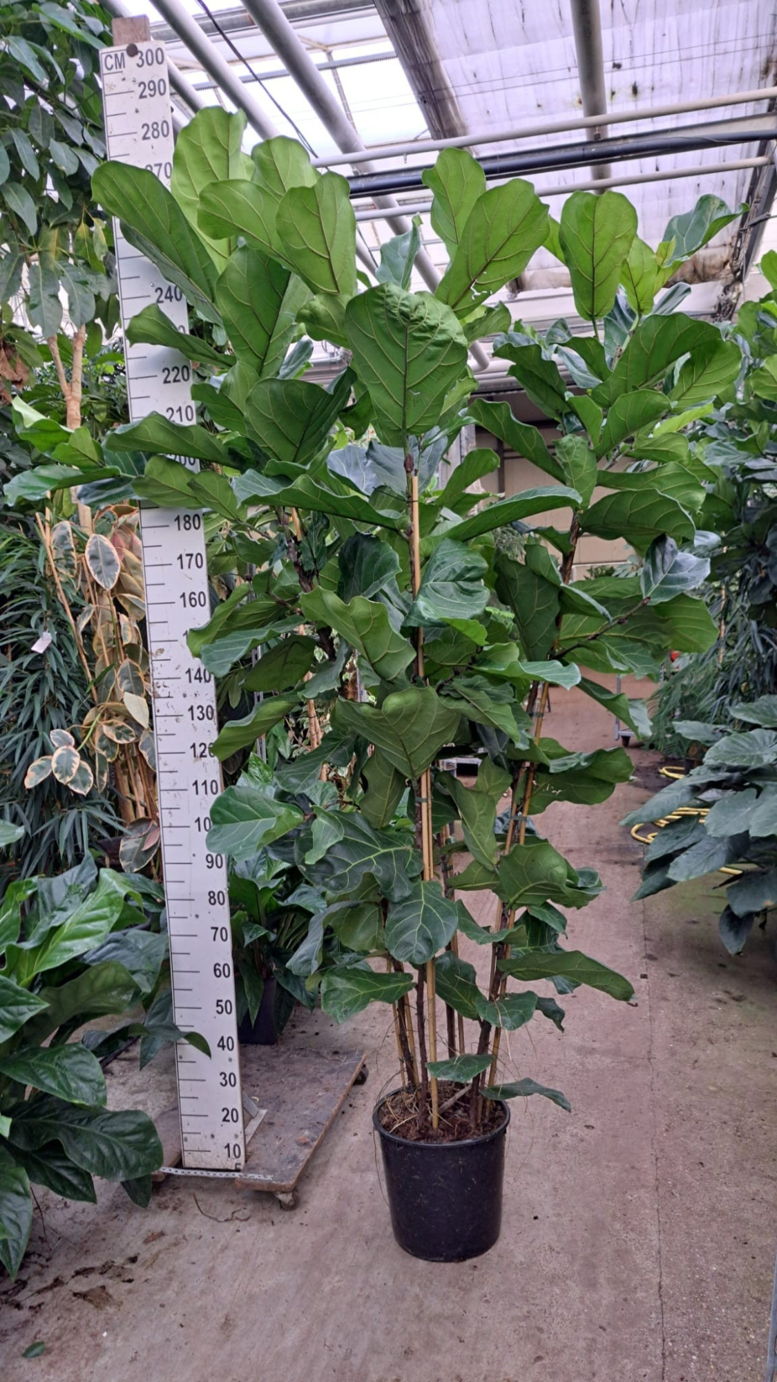Ficus Lyrata toef XXL 240, D 30