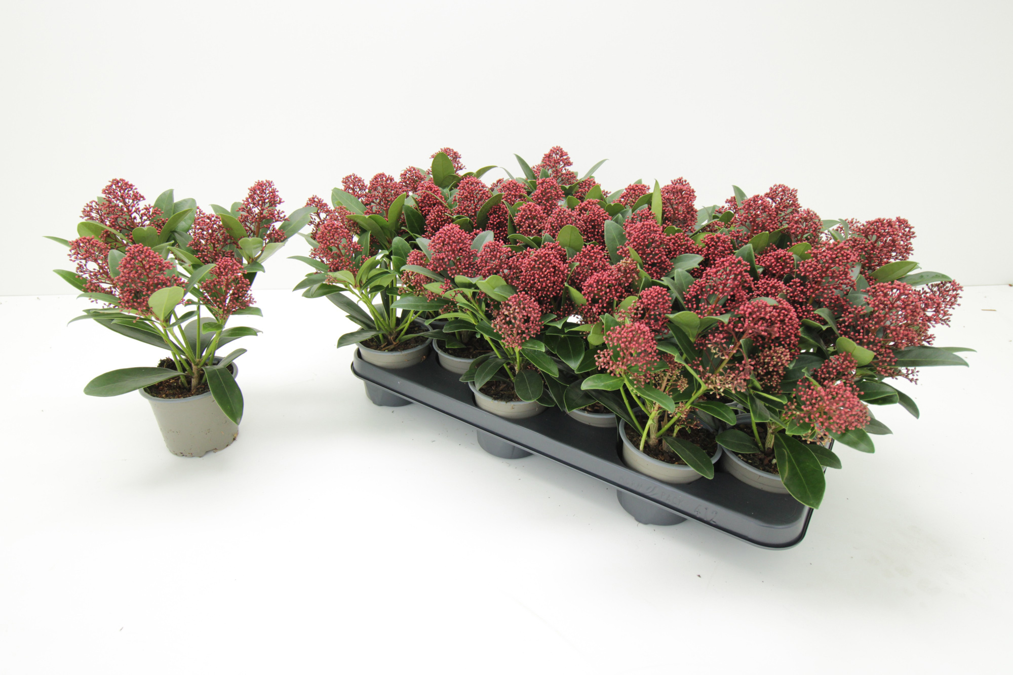 Skimmia Japonica Rubella 9+, D 10,5 cm