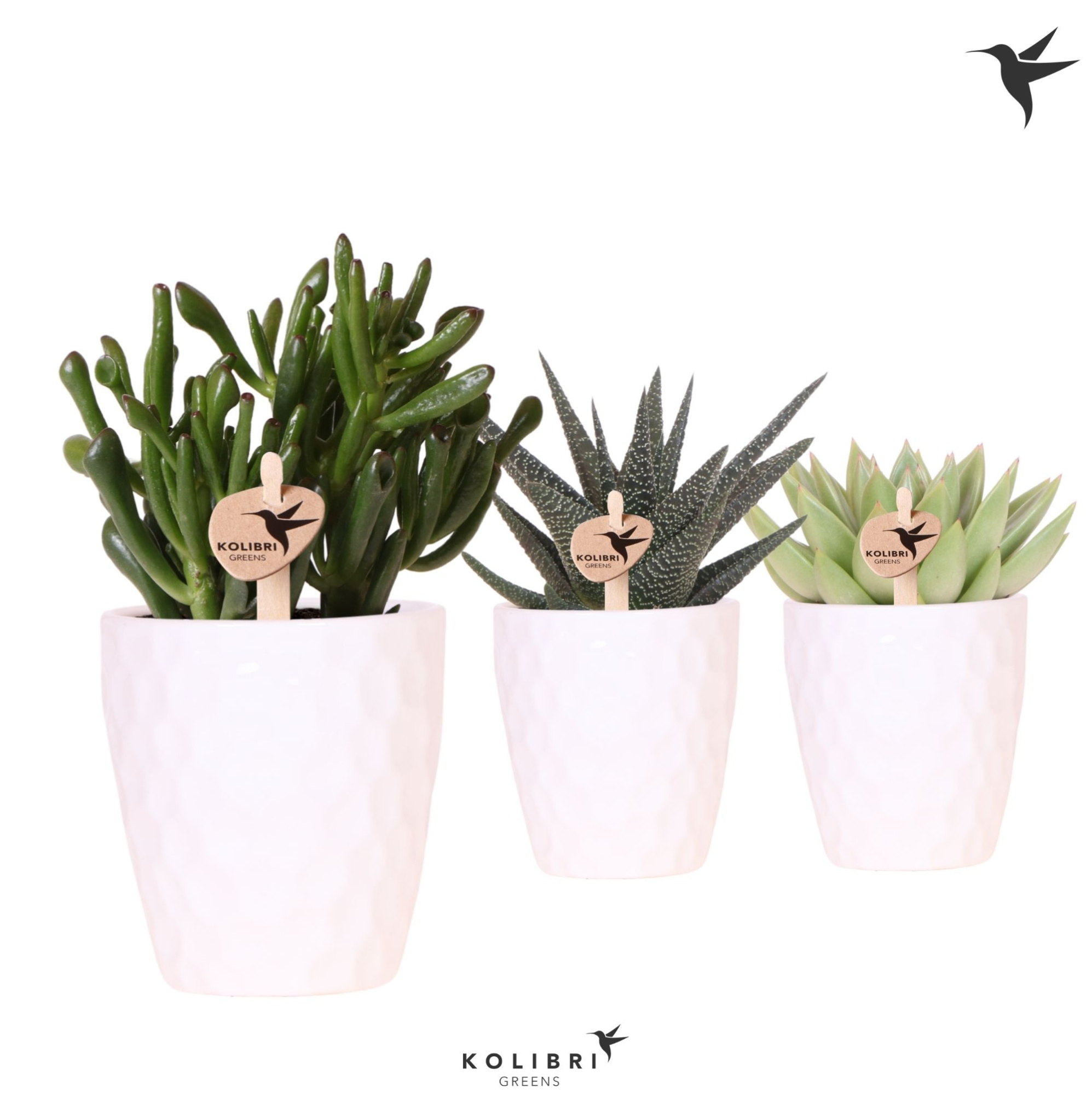 Kolibri Greens Succulenten mix in Honey pot, D 9 cm