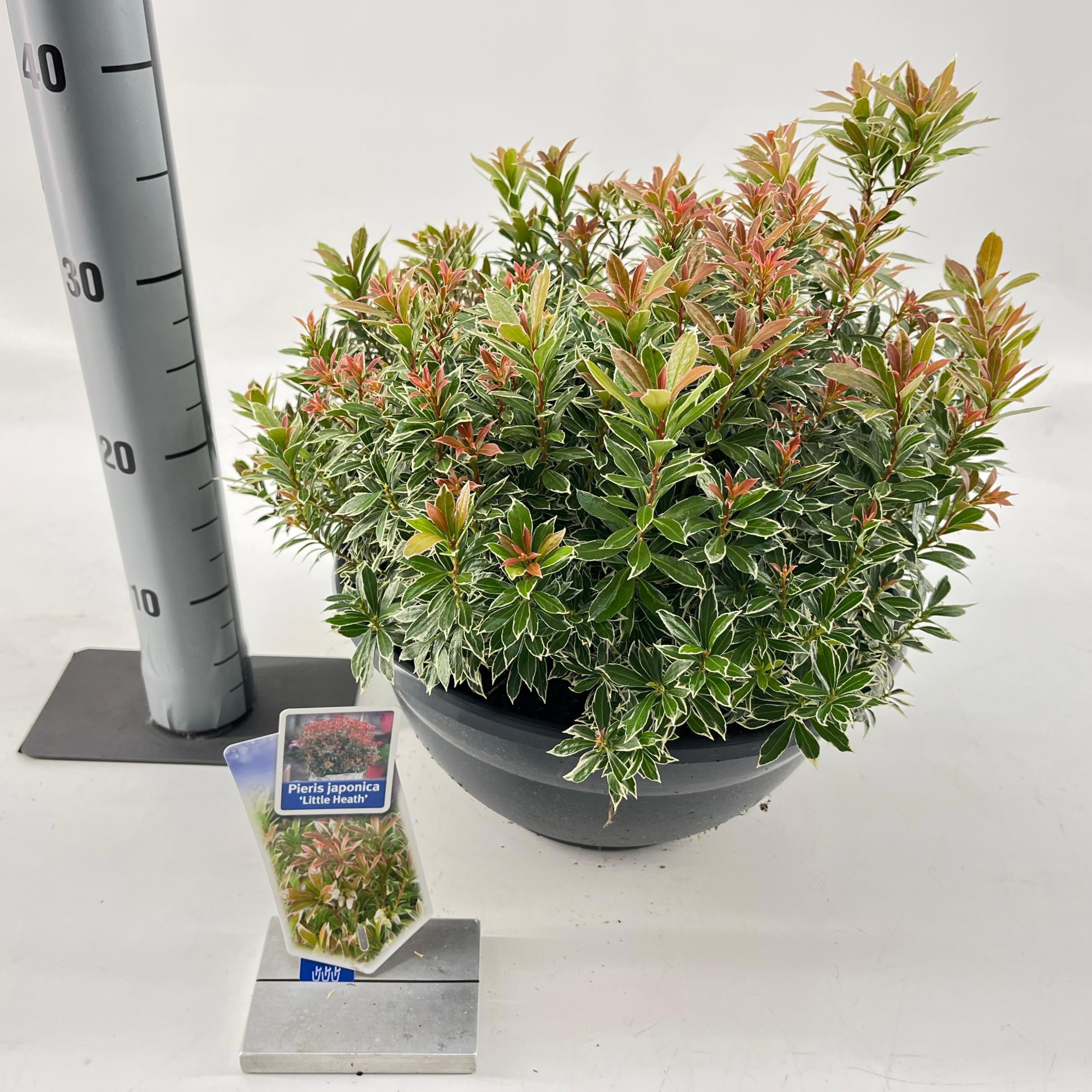 Pieris jap. ‘Little Heath’, D 33