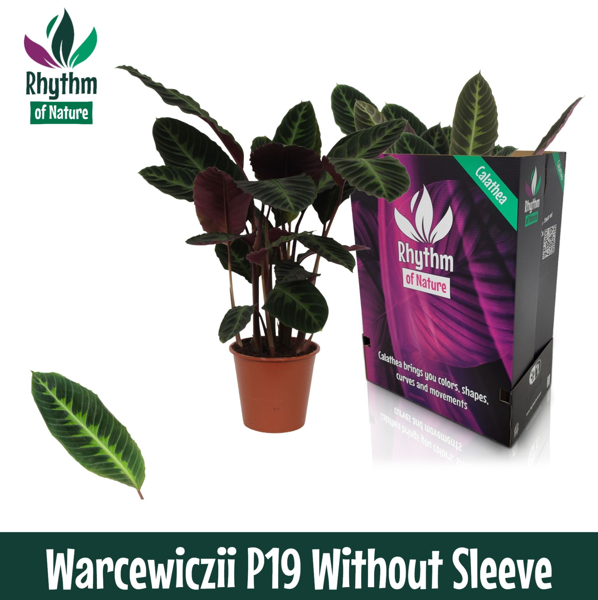 Calathea 19cm Warcewiczii Rhythm of Nature zonder hoes, D 19 cm