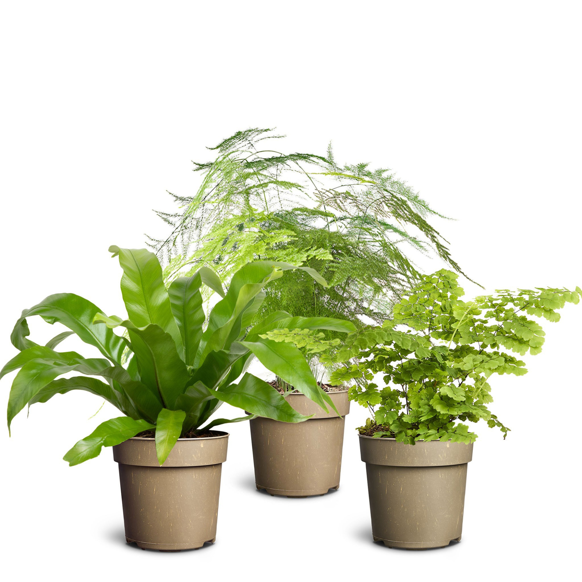 Fern Collection, D 11