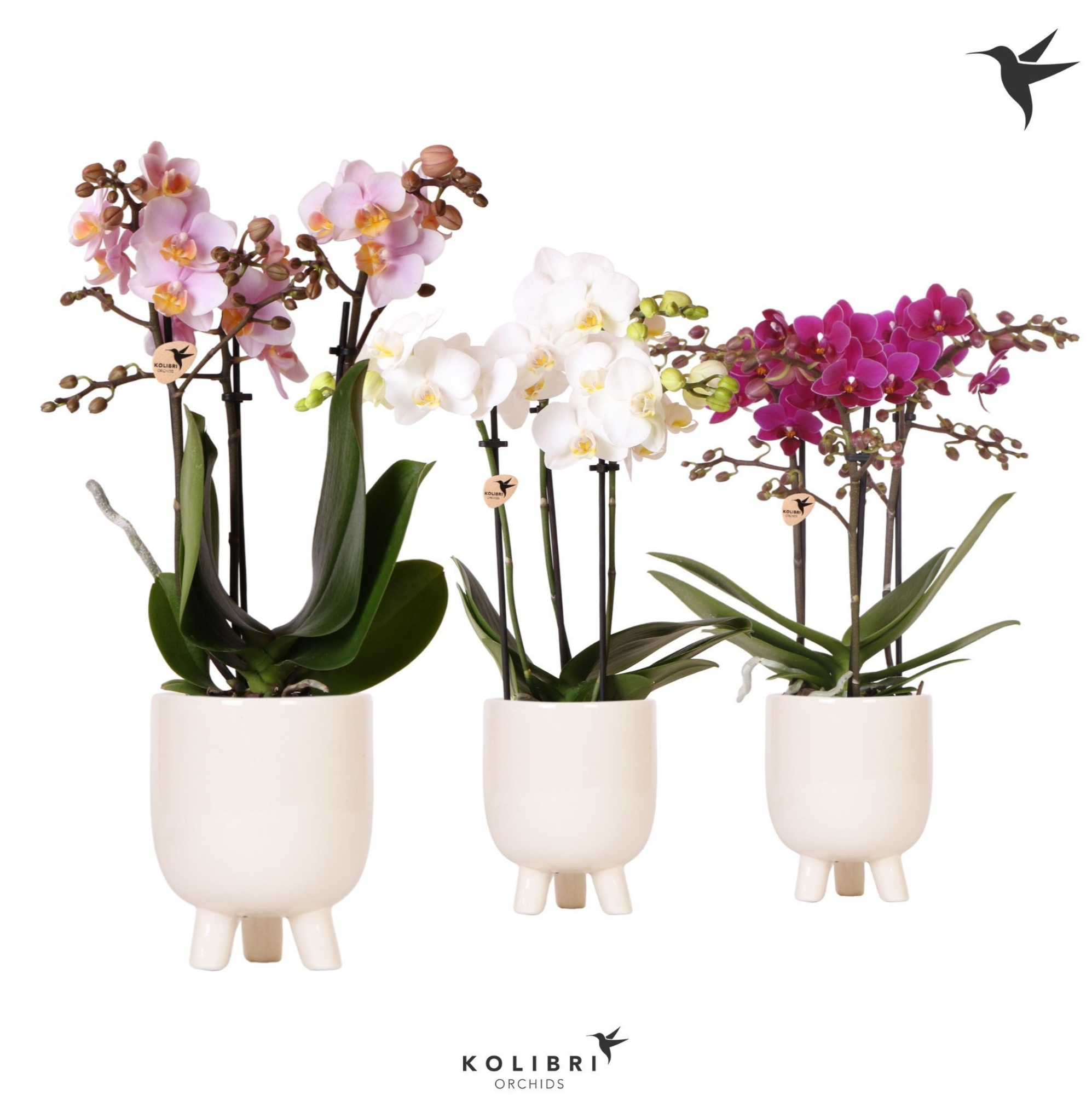Kolibri Orchids Phalaenopsis mix 3 spike in Gummy pot travertine, D 9
