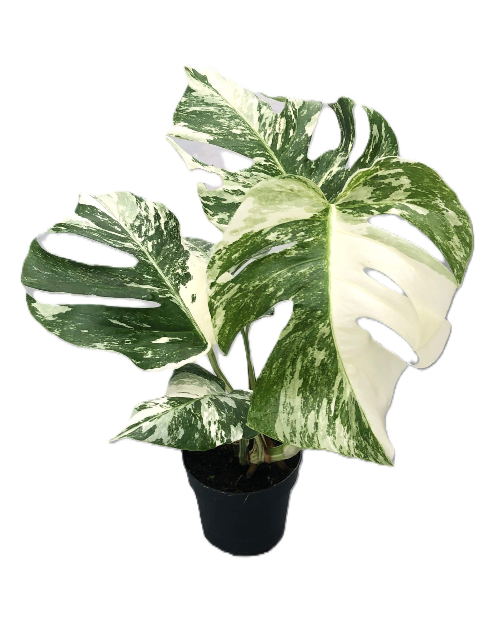 Monstera variegata (hoog bont) 12cm, D 12 cm