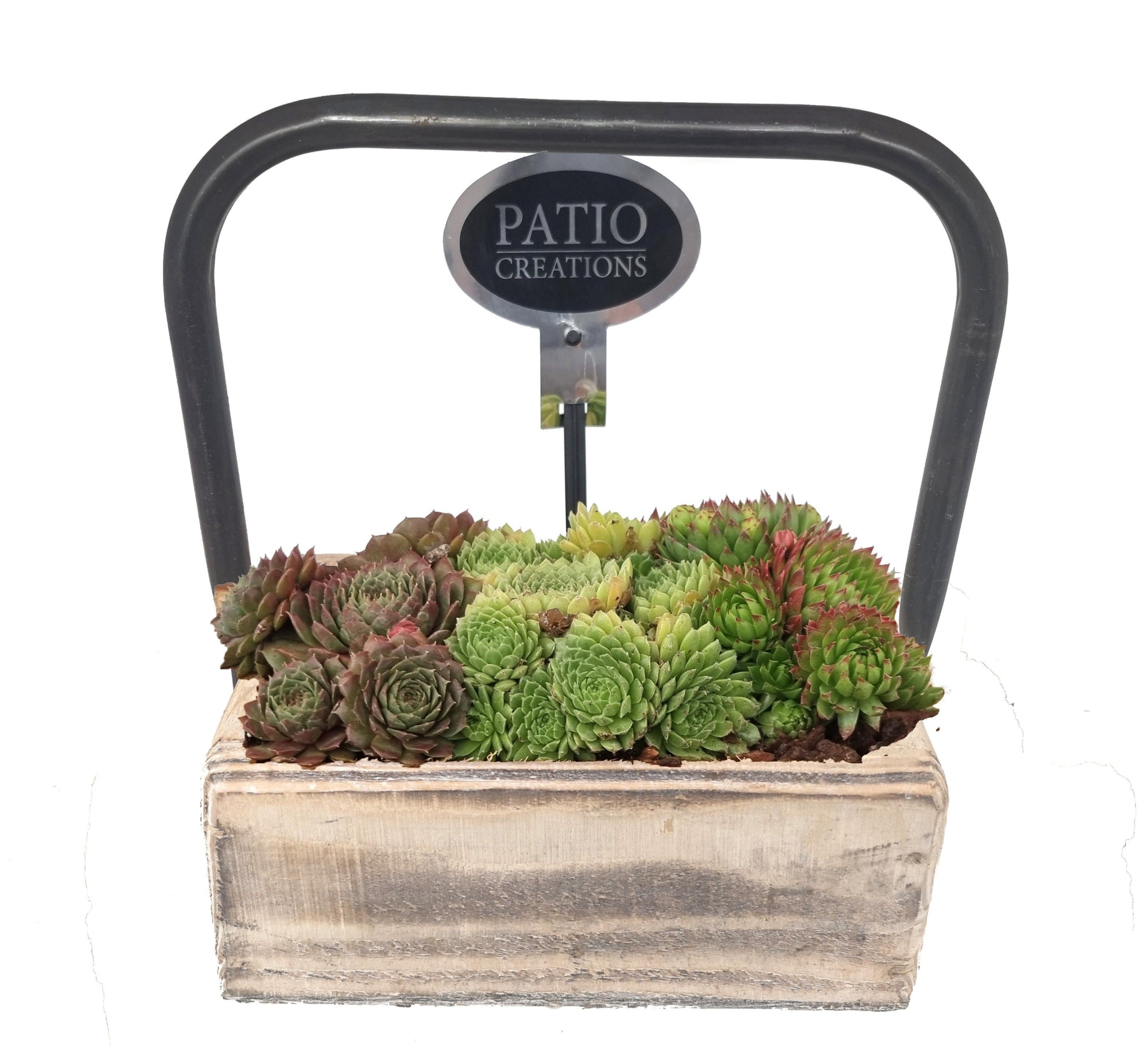 SE670-9001 Sempervivum dennenhout metaal hengsel S, D 22 cm