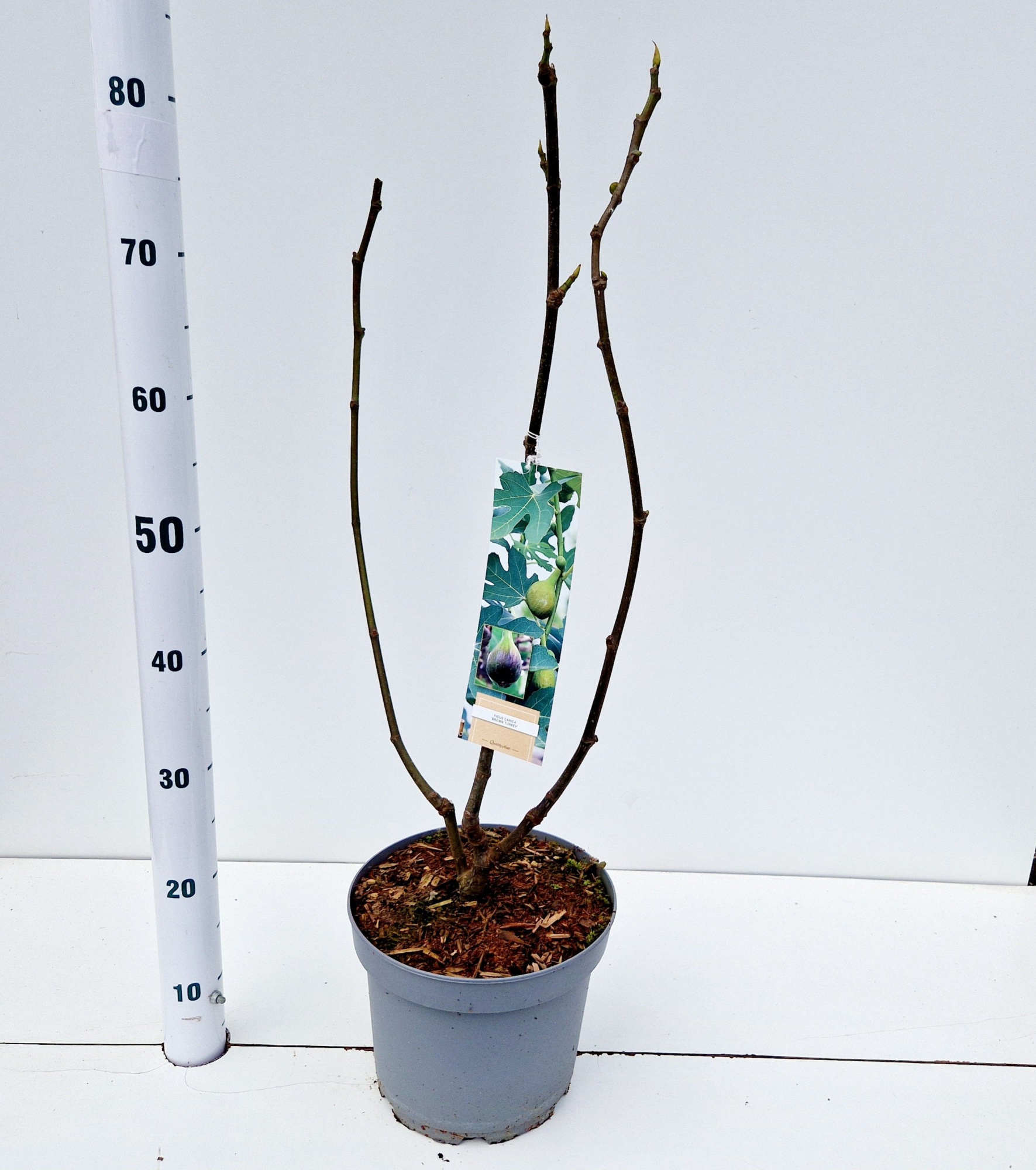 Ficus carica 'Brown Turkey', D 26 cm