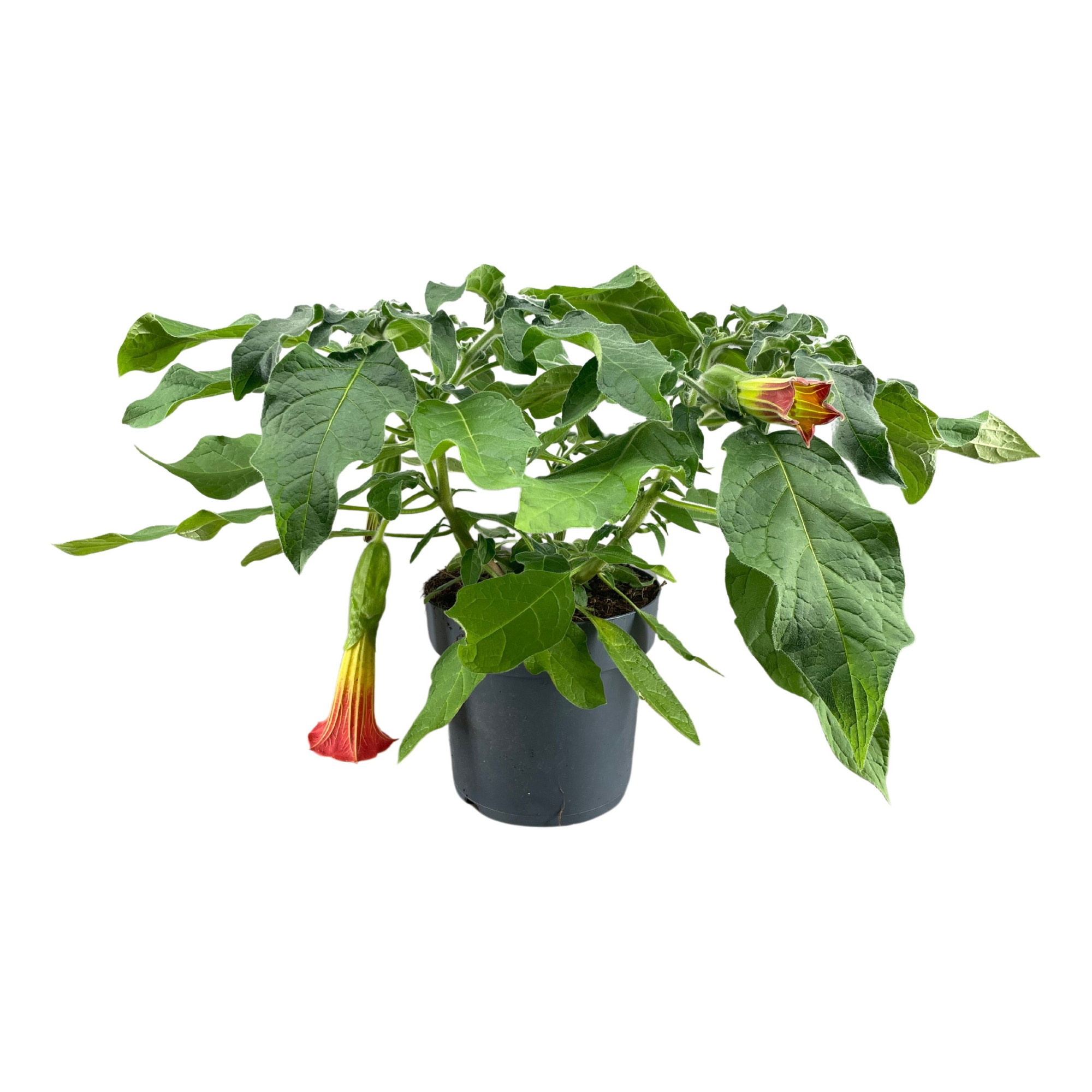 Brugmansia struik oranje 24 cm, D 24