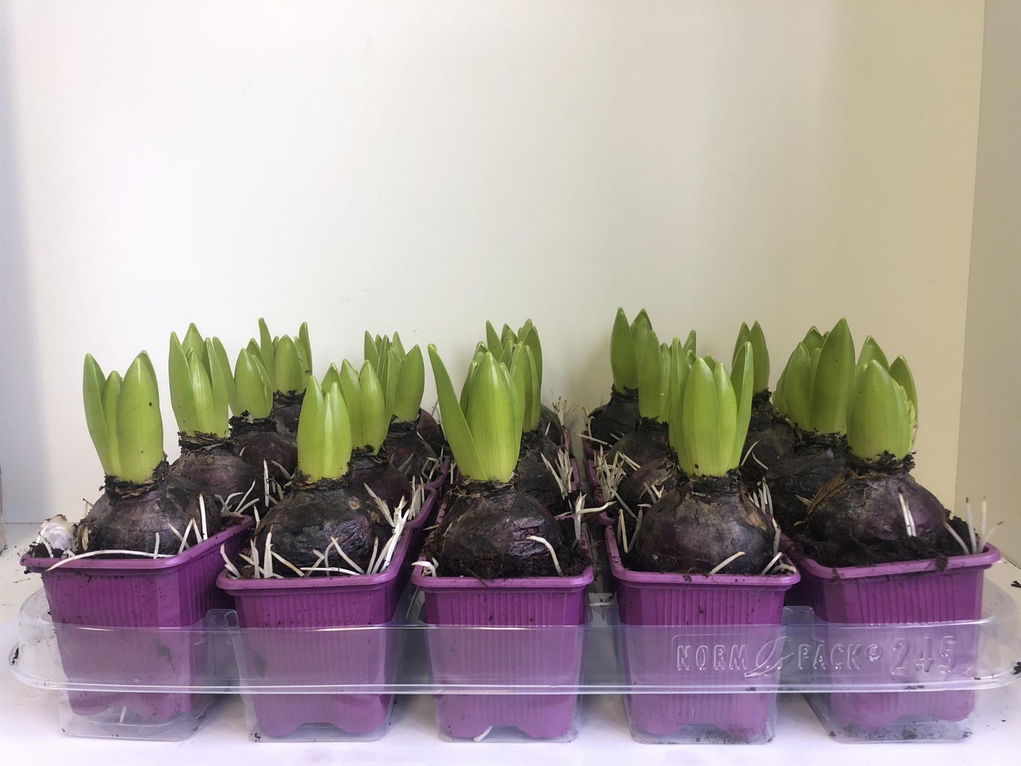 7 cm Hyacint Purple Sensation zonder etiket, D 7