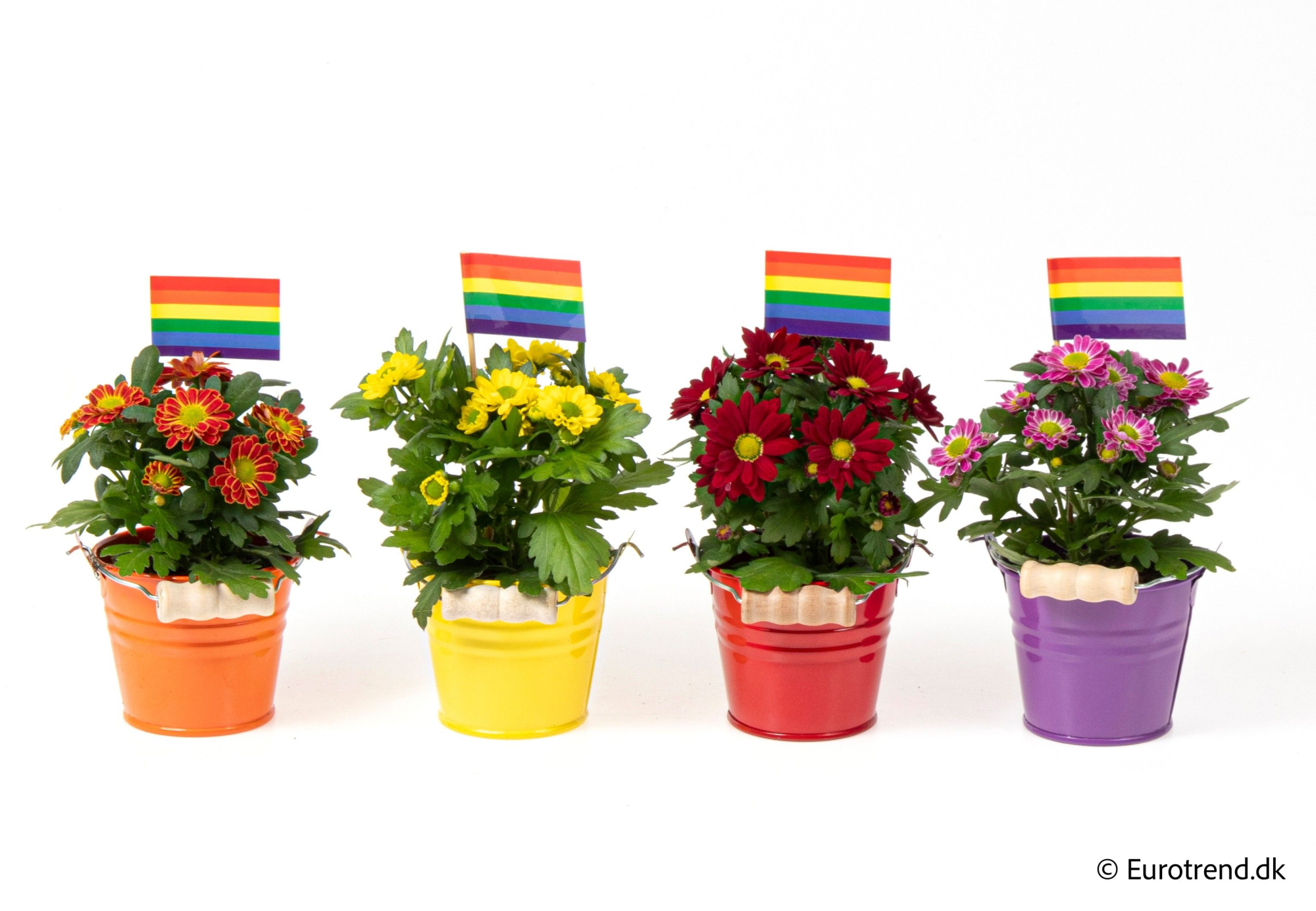 Chrysanthemum in zink pots - Spring, Summer & Autumn 2025, D 6 cm